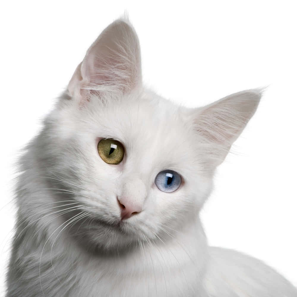 Download Turkish Angora Cat Posing Elegantly Wallpaper