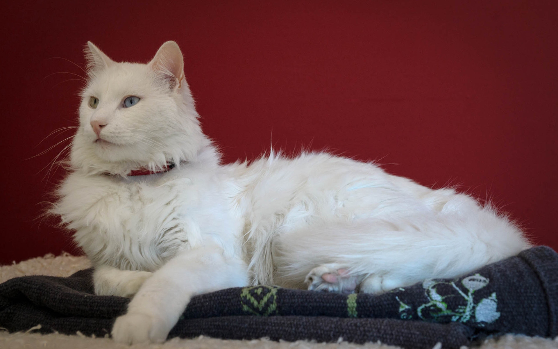 Beautiful Turkish Angora Cat HD Wallpaper