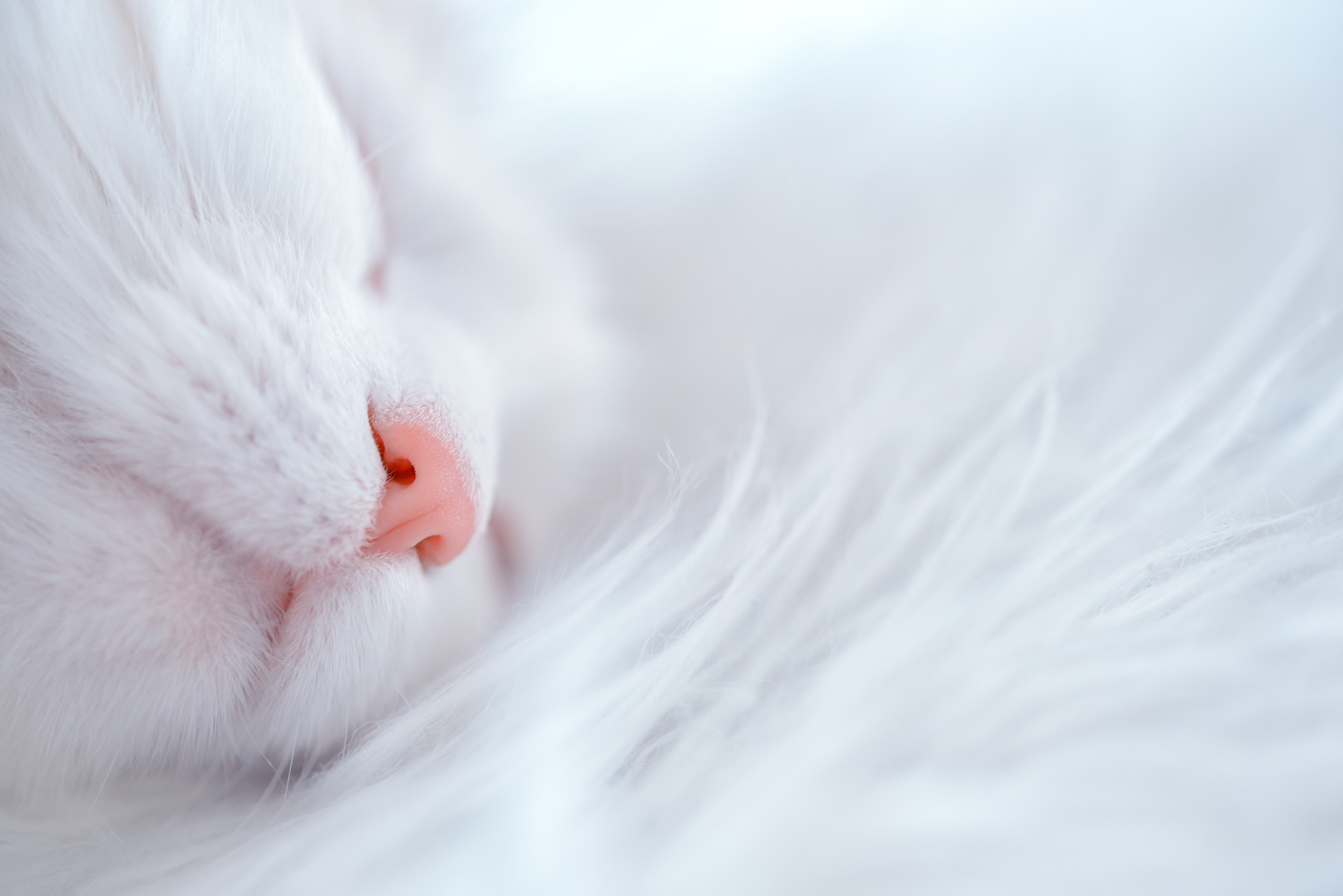 Turkish Angora Wallpaper, HD Turkish Angora Background, Free Image Download