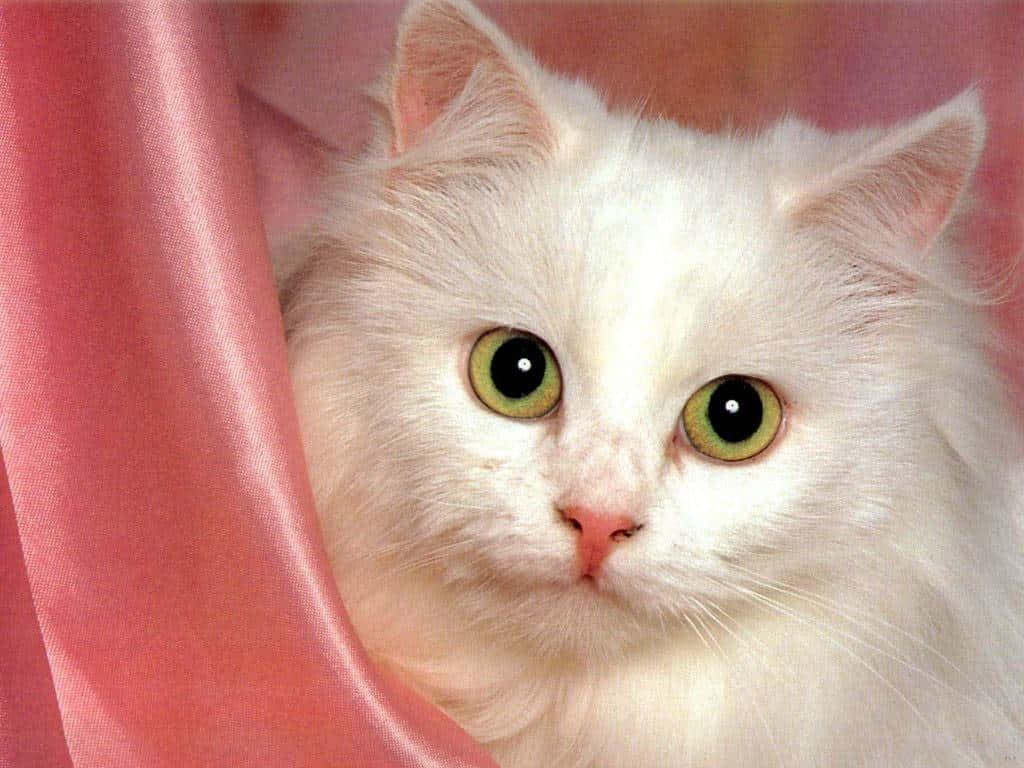 Download Majestic White Turkish Angora Cat on a Rock Wallpaper