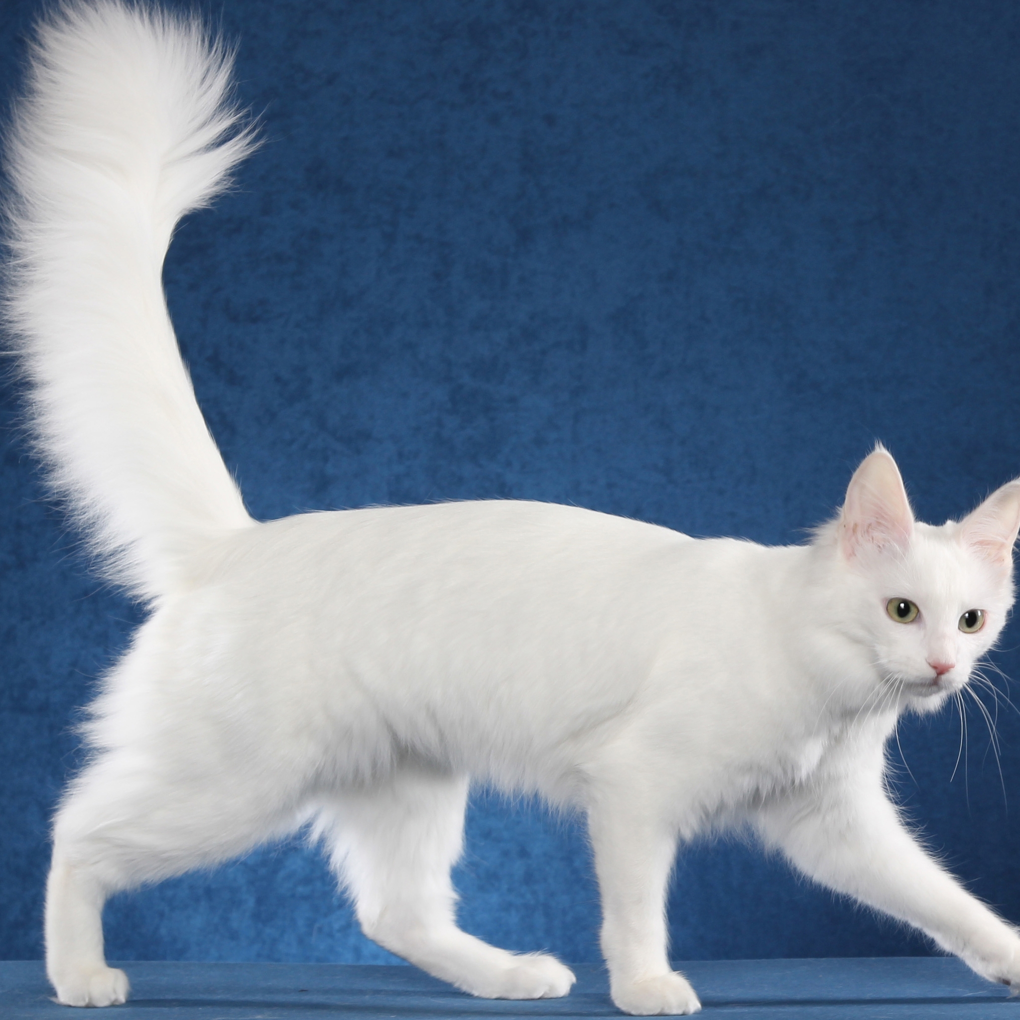 Turkish Angora Cat Photo Shoot HD Wallpaper