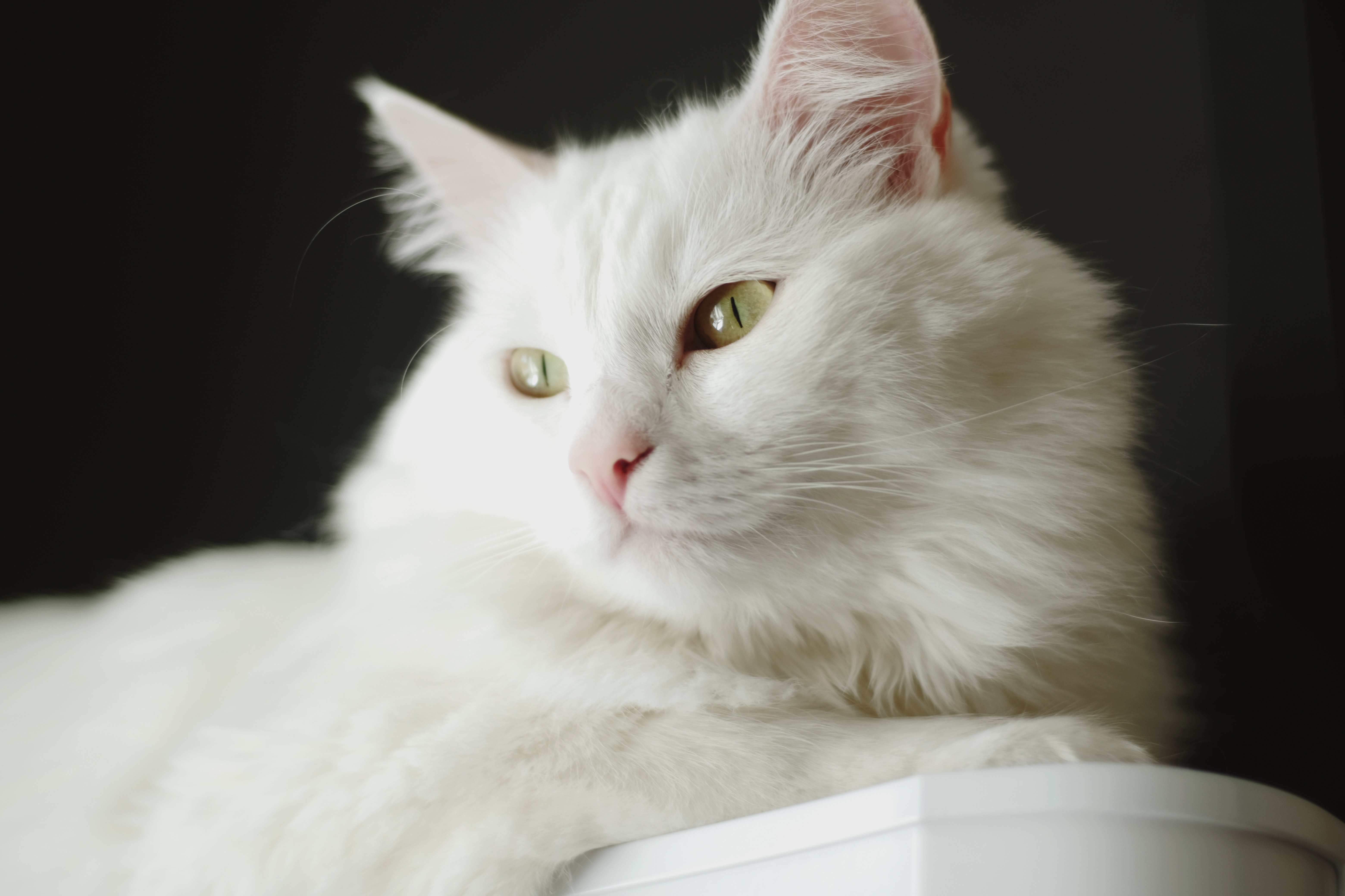 Close Up Photo Of A Turkish Angora Cat · Free