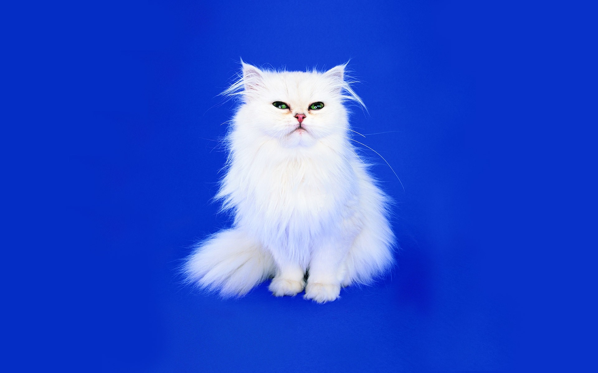 Wallpaper, nose, whiskers, persian, background, look, fluffy, wing, vertebrate, photo shoot, cat like mammal, small to medium sized cats, norwegian forest cat, turkish angora 1920x1200