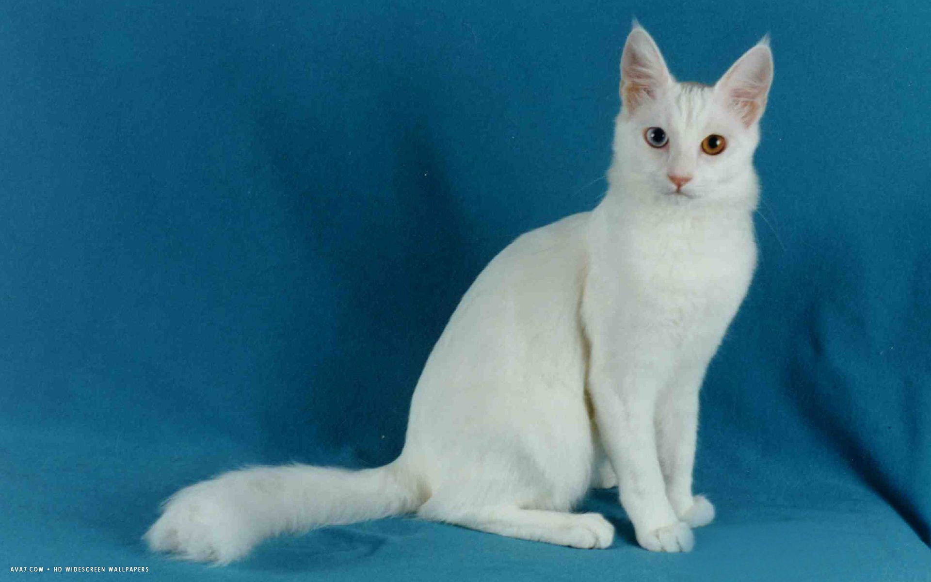 Turkish Angora Cat is a breed of domestic cat. Turkish Angoras are one of the ancient, natural breeds of cat, ha. Turkish angora cat, Angora cats, Cute cat breeds