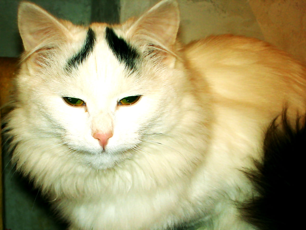 Cats, Animals, Turkish Angora wallpaper. Download Best Free picture