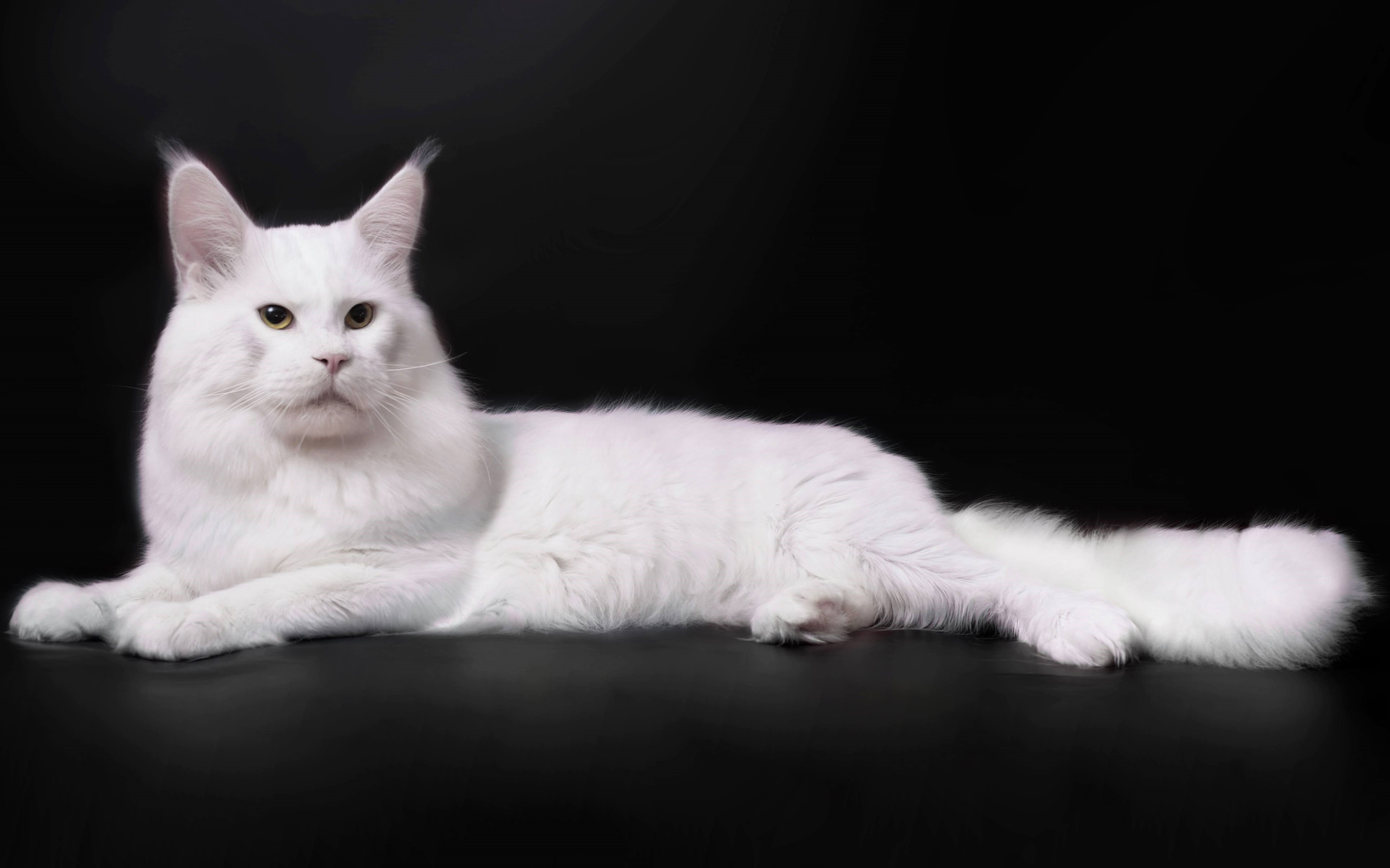 Download wallpaper Turkish Angora, white fluffy cat, 4k, pets, cats, breed of domestic cat for desktop with resolution 3840x2400. High Quality HD picture wallpaper