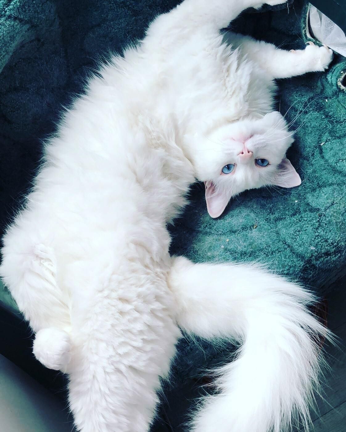 Hello Reddit. Meet Loki a Turkish Angora I adopted. He likes posing. Angora cats, Turkish angora cat, Turkish van cats