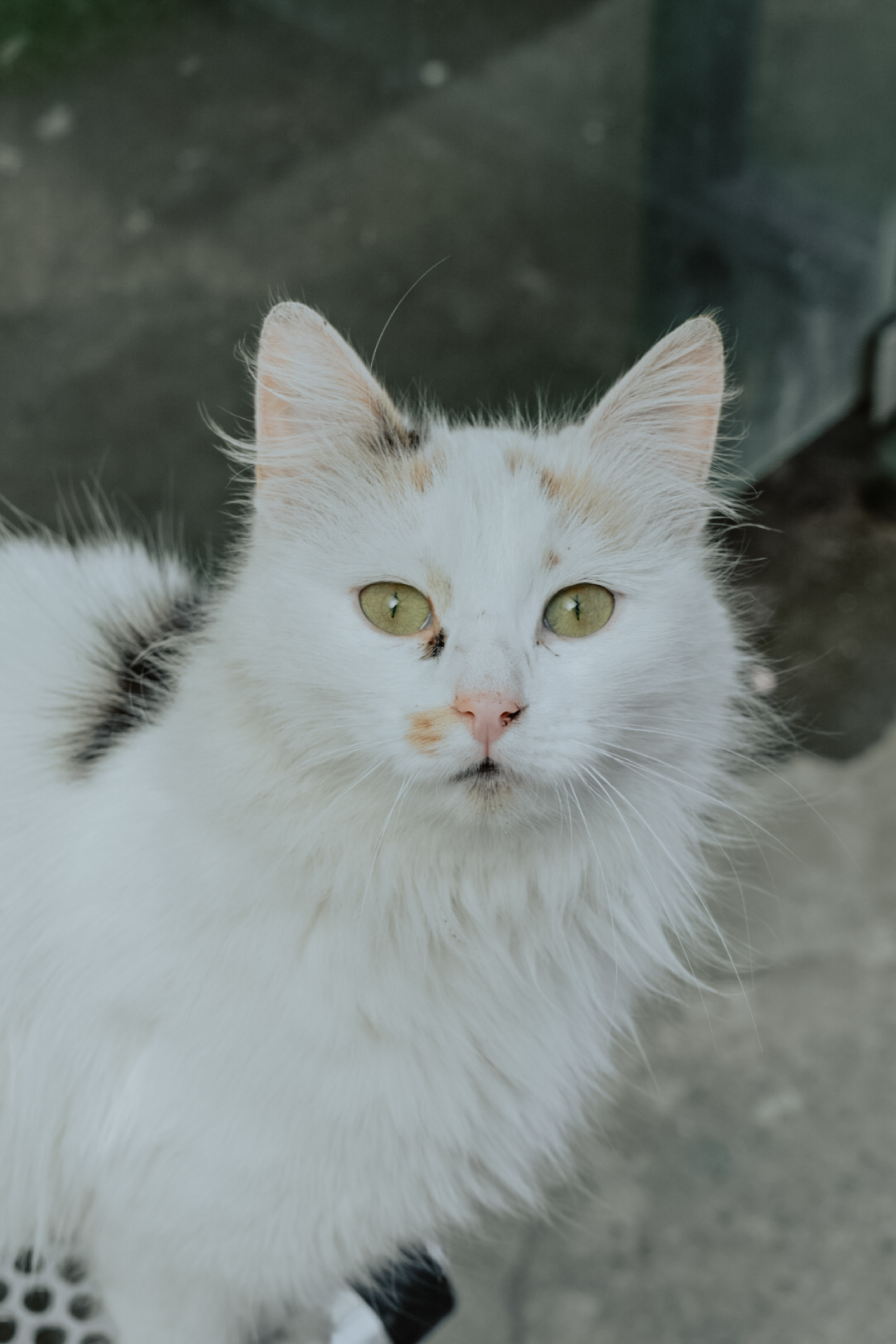 Turkish Angora Photo, Download The BEST Free Turkish Angora & HD Image