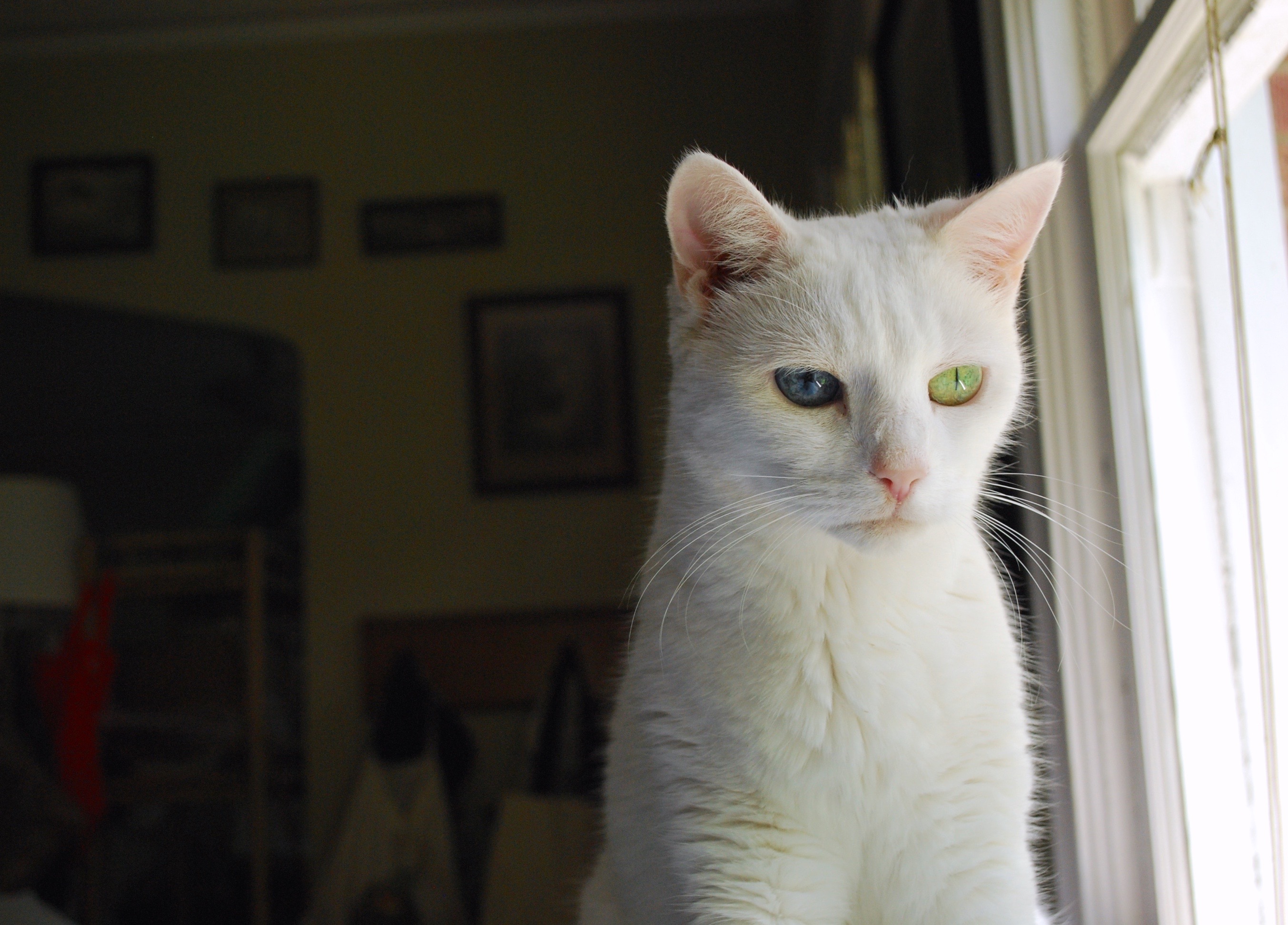 Wallpaper, small to medium sized cats, cat like mammal, whiskers, fauna, burmilla, eye, domestic short haired cat, khao manee, european shorthair, British shorthair, snout, fur, aegean cat, turkish angora, kitten, american