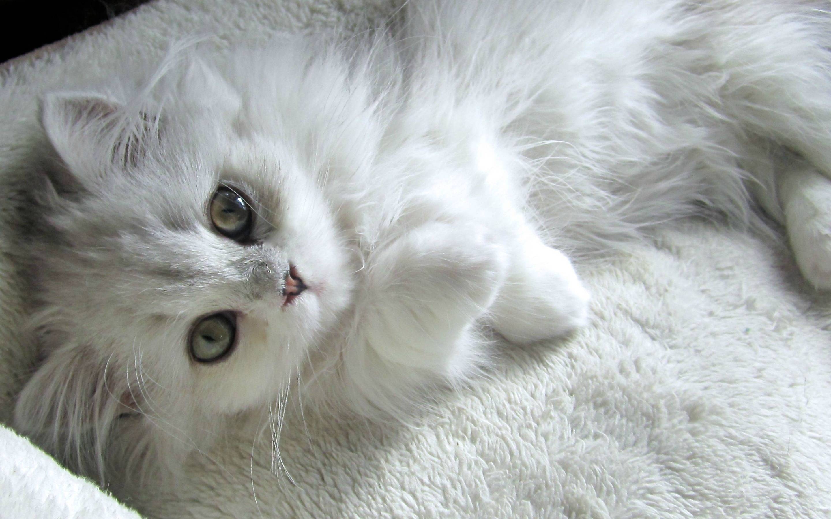 Turkish Angora Kitten HD Wallpaper