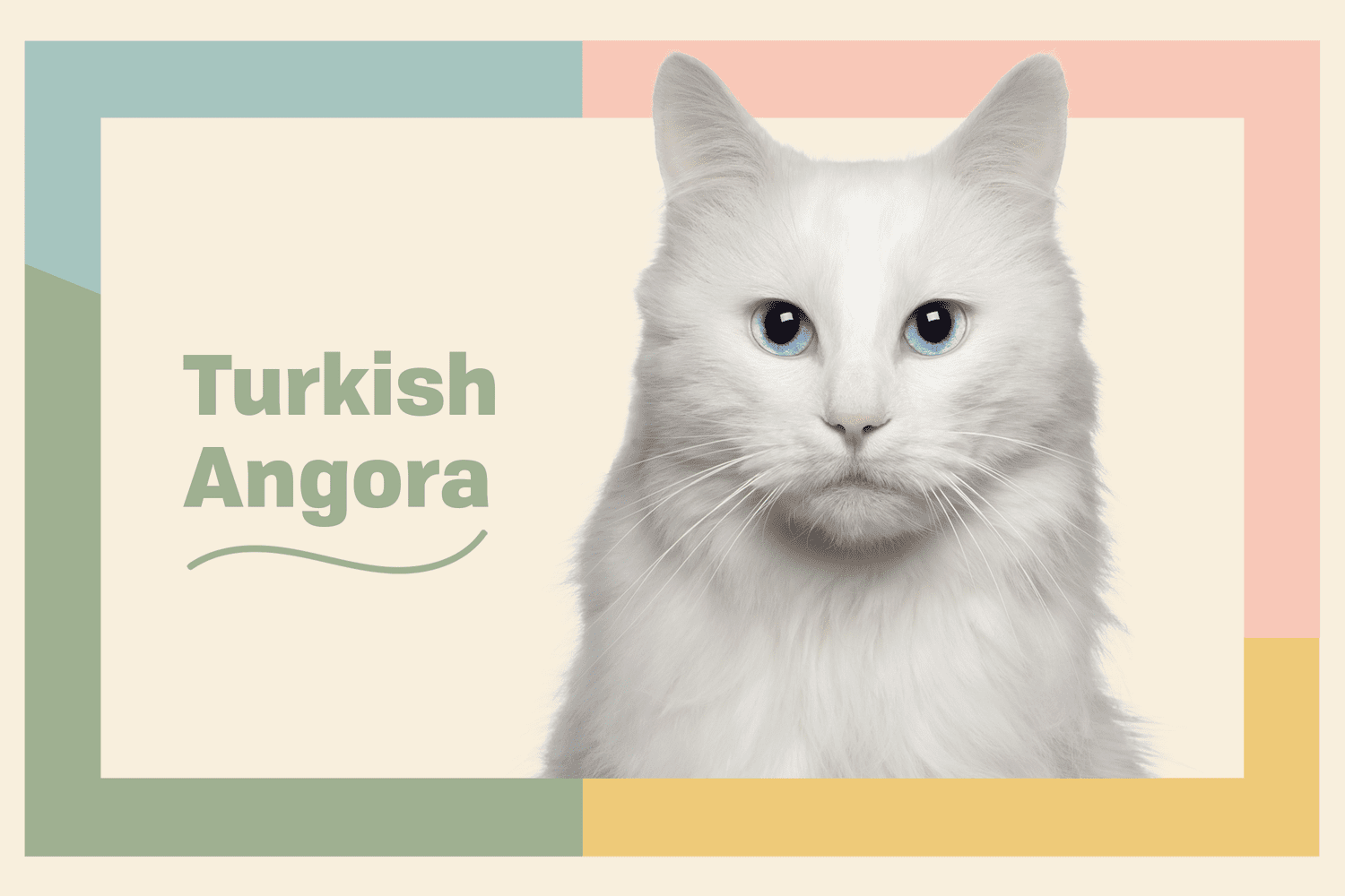 Turkish Angora Cat Breed Information & Characteristics