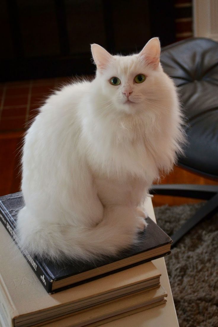 Lostvestige: Cat Photo Friday Time. Angora cats, Turkish angora cat, Beautiful cats