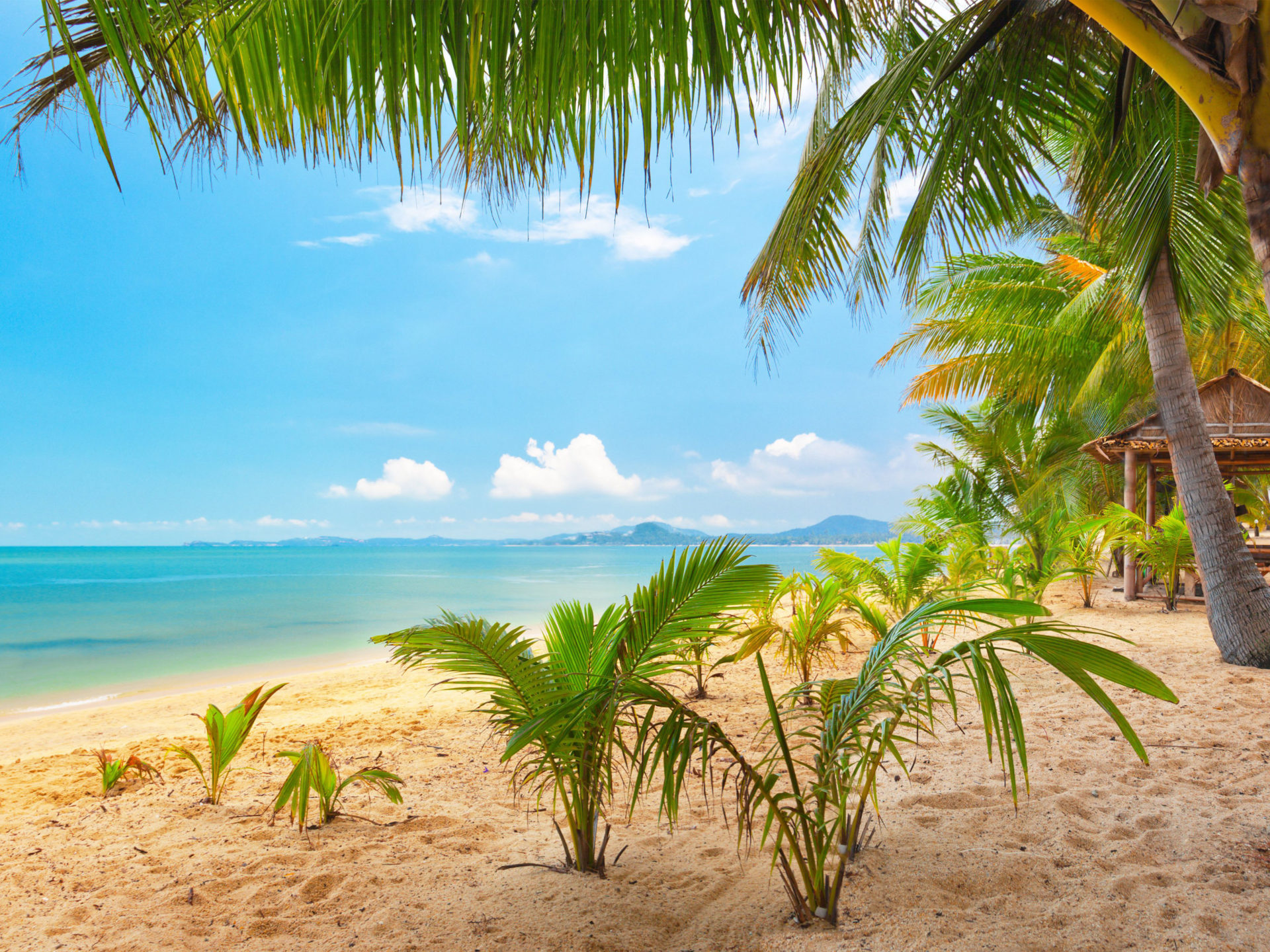Blue Sea Ocean Beach Sand Palm Trees Summer Garden Summer Wallpaper HD 5200x2925, Wallpaper13.com
