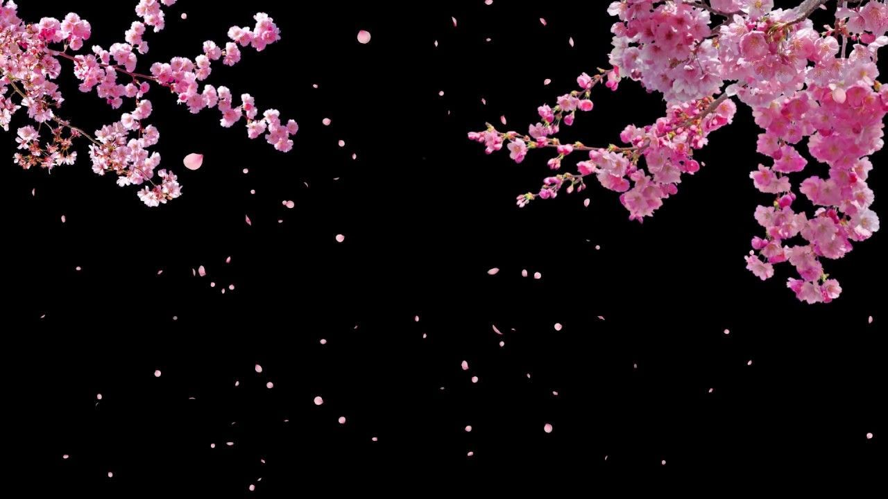 Cherry Blossom Wallpaper