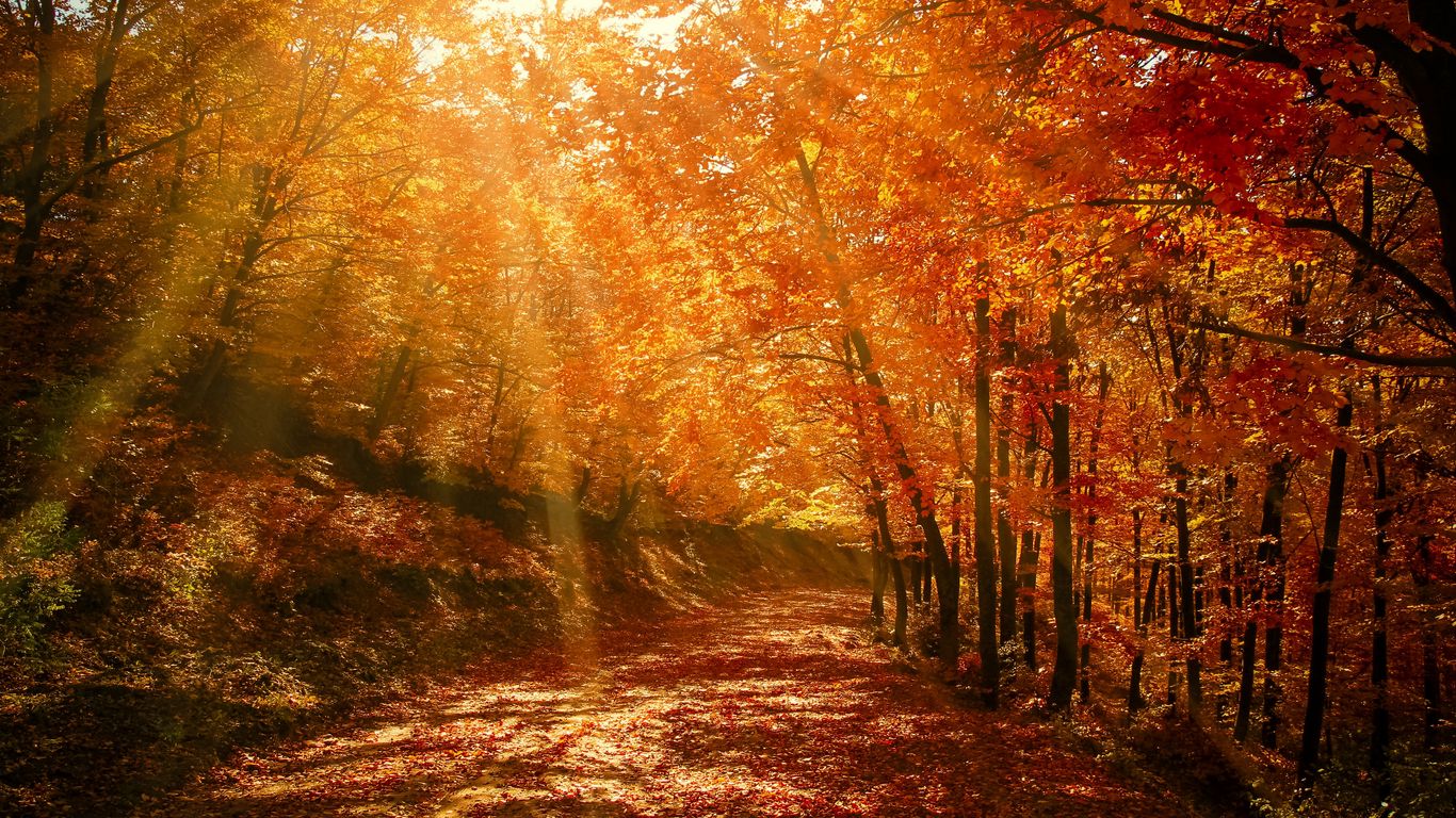 Download wallpaper 1366x768 autumn, forest, park, foliage, sunlight tablet, laptop HD background