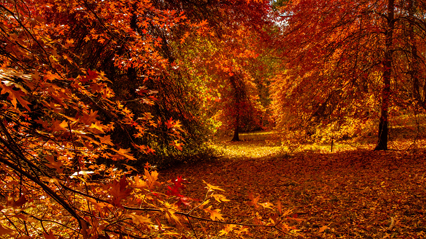 Desktop Wallpaper Foliage Autumn Nature Forests Trees 1366x768