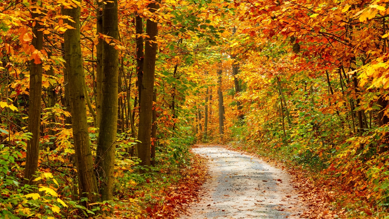 Free download autumn forest landscape wallpaper 1366x768 [1366x768] for your Desktop, Mobile & Tablet. Explore Autumn Forest Wallpaper. Autumn Wallpaper, Autumn Wallpaper, Wallpaper Autumn