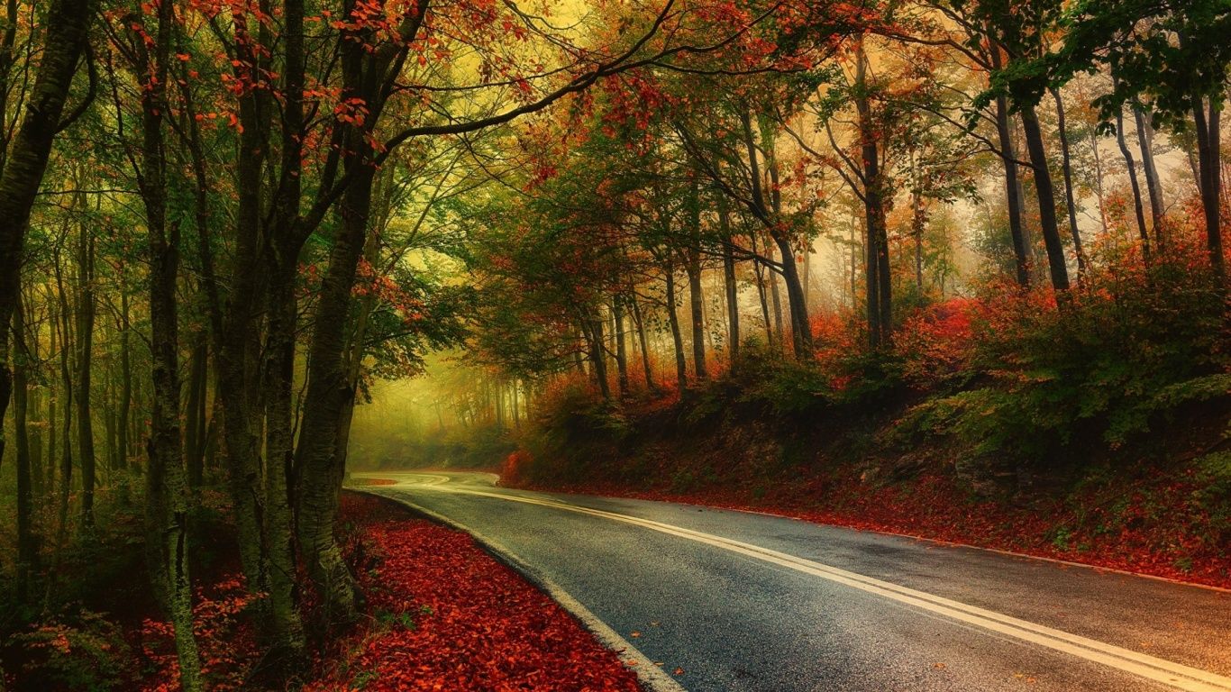 Autumn Wood Road Leaves Foggy. Landscape, Landscape photography nature, Autumn scenery