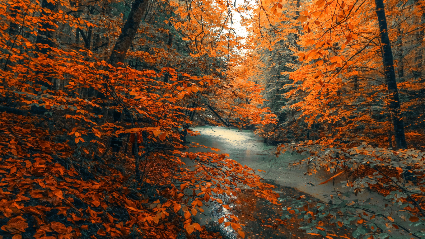Download wallpaper 1366x768 tree, forest, nature, orange branches, tree, autumn, tablet, laptop, 1366x768 HD background, 21127