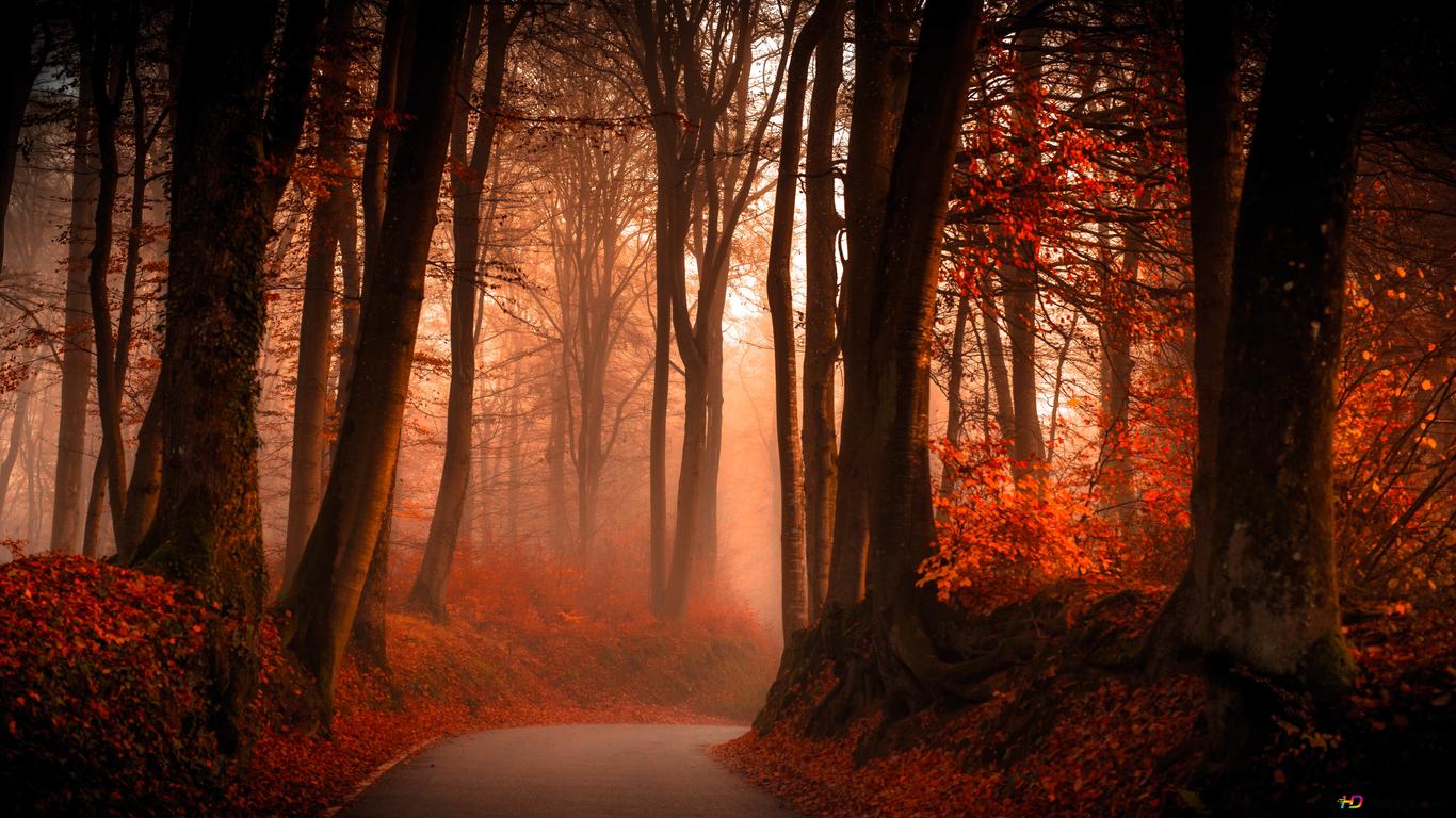 Foggy Winding Road in Autumn Forest 6K wallpaper download