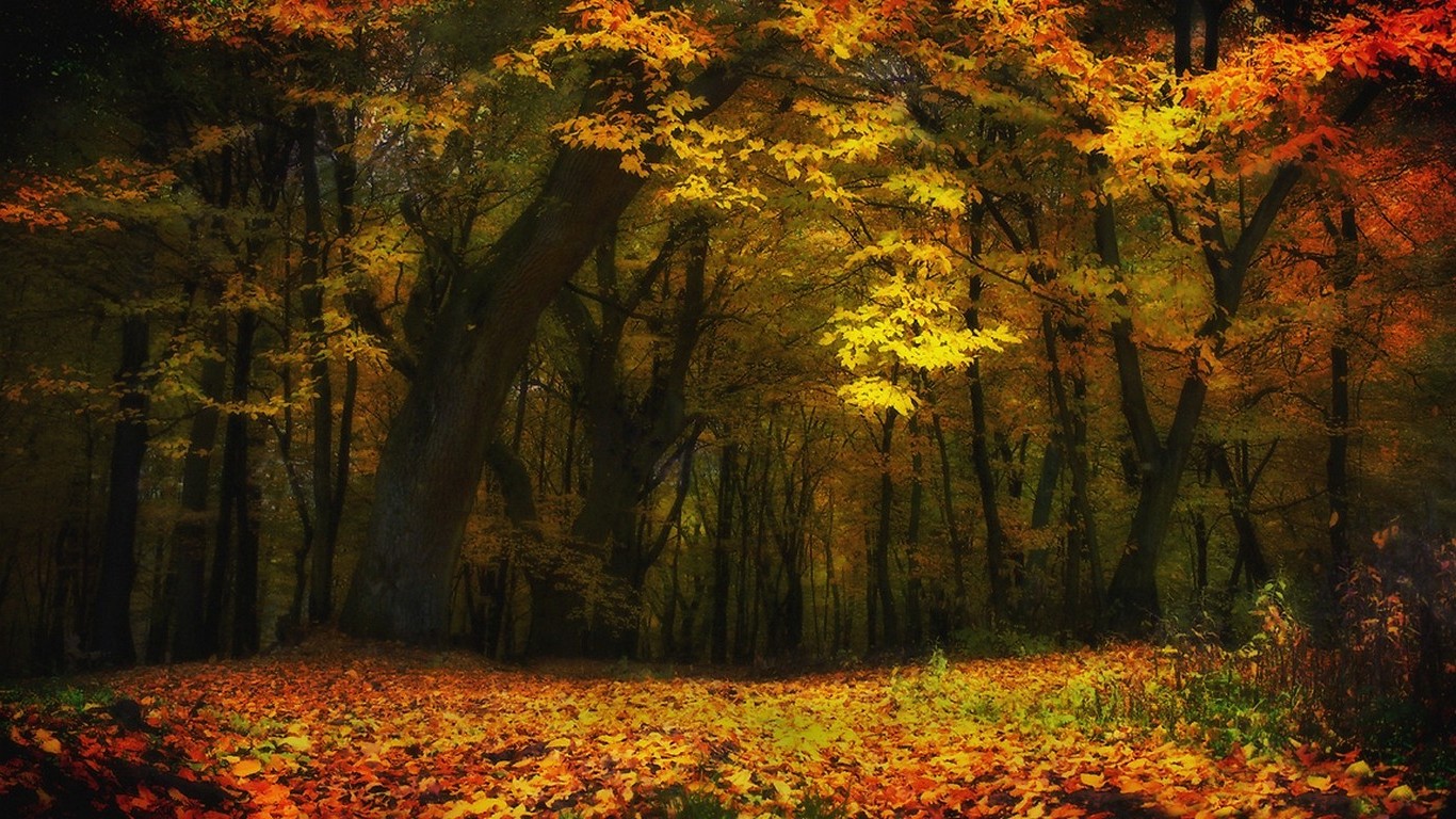 Wallpaper, sunlight, trees, landscape, lights, fall, leaves, nature, branch, yellow, morning, tree, autumn, leaf, season, 1366x768 px, woodland, habitat, natural environment, atmospheric phenomenon, computer wallpaper, woody plant, ecosystem