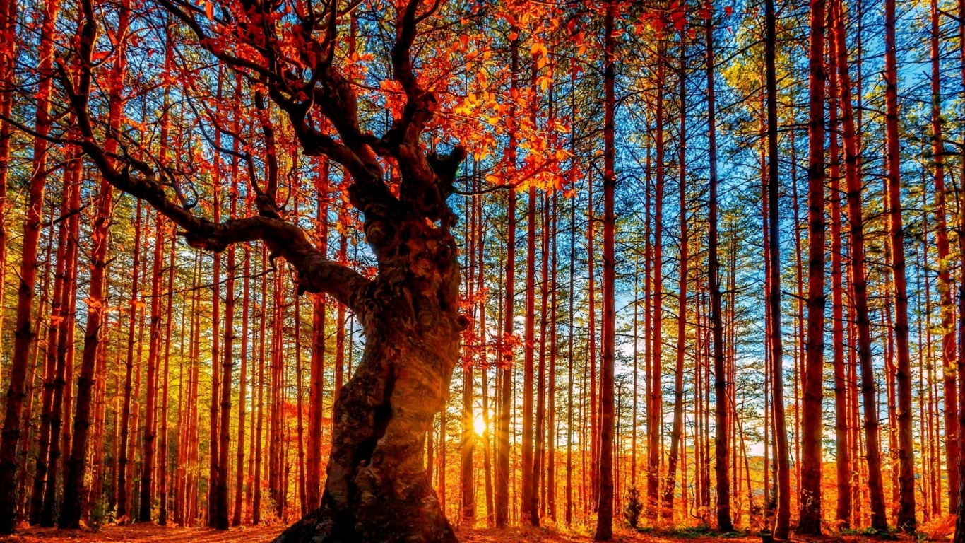 Autumn Forest Painting 1366 x 768 HDTV Wallpaper