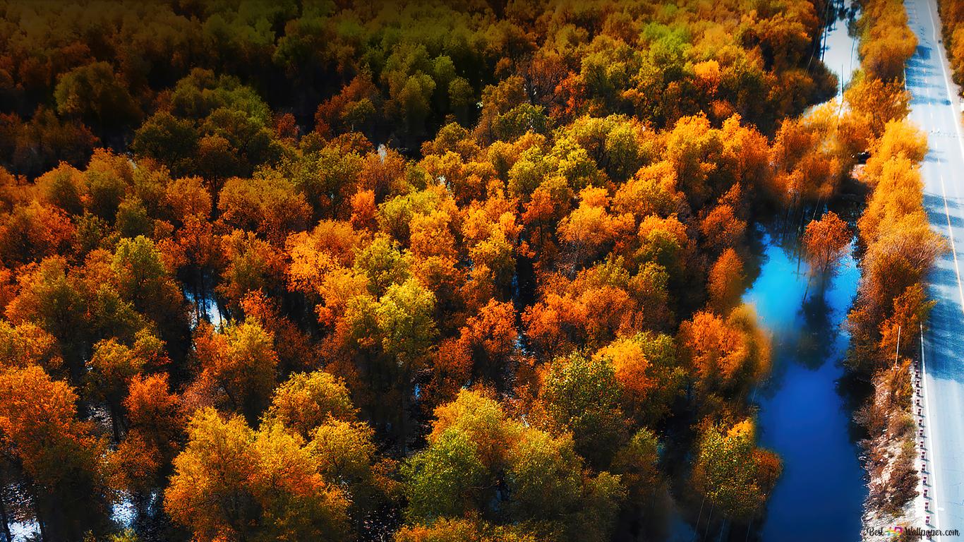 Autumn Forest Scenery 4K wallpaper download