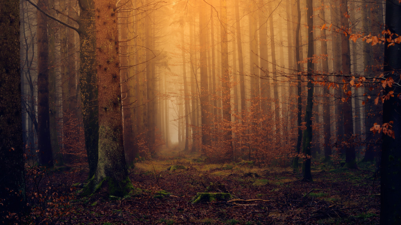 Download wallpaper: Landscape from dreamy forest 1366x768