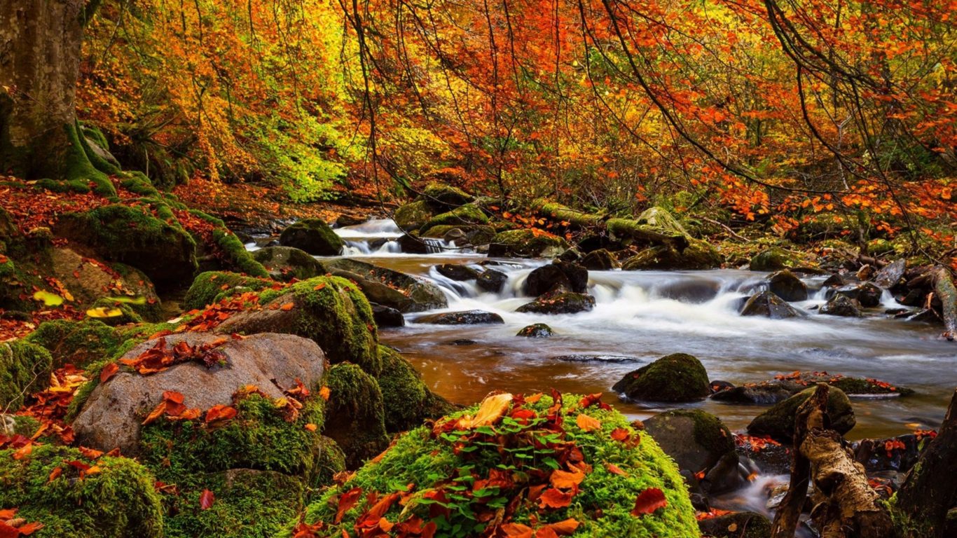 Fall Forest Stream Stones, Moss Trees Ultra 3840x2160 Wallpaper HD, Wallpaper13.com