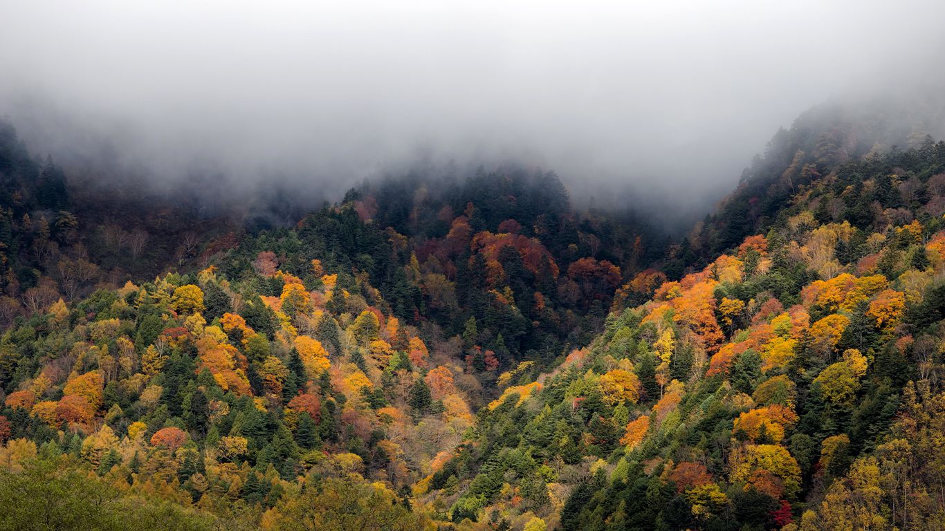 Download wallpaper 1366x768 forest, trees, autumn, fog, nature tablet, laptop HD background