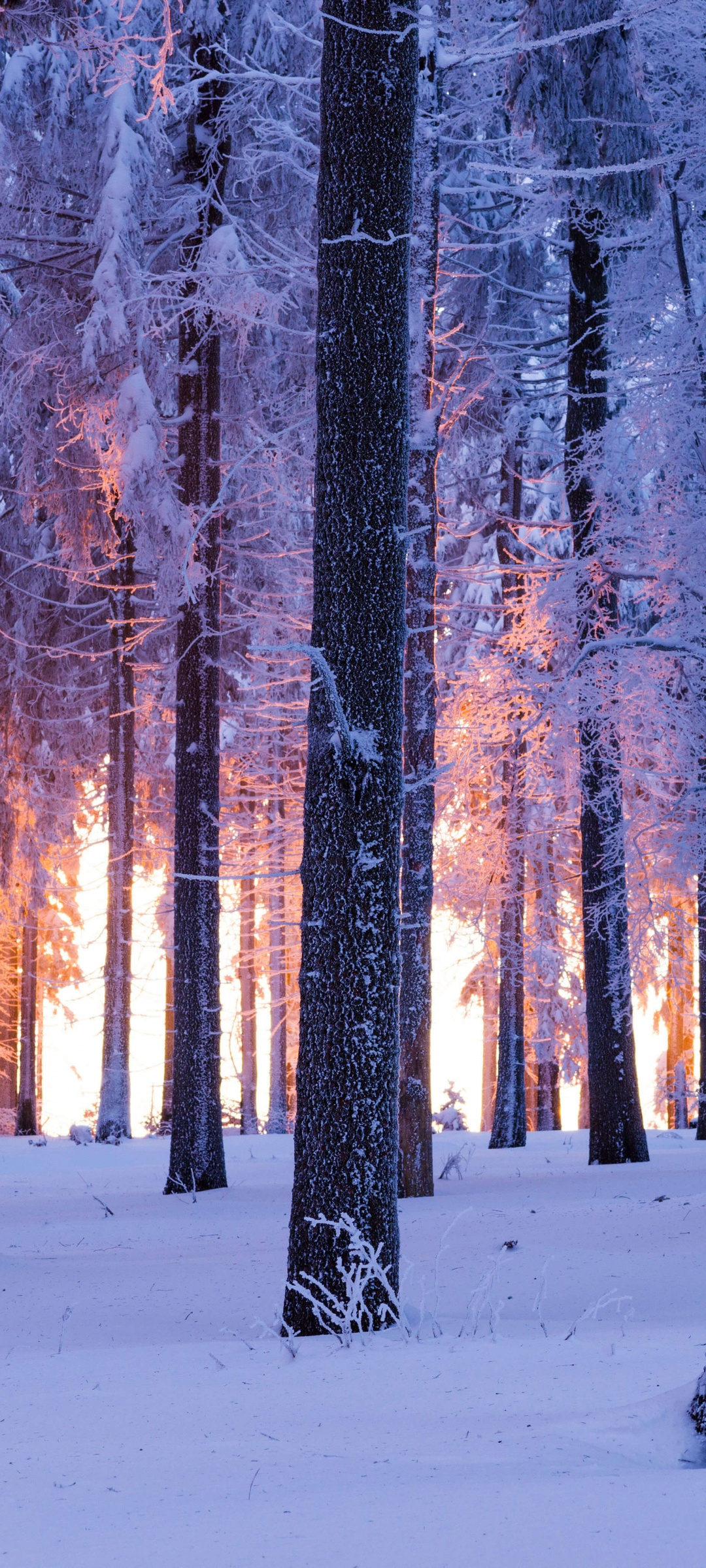 Forest Wallpaper 4K, Winter, Snowy, Norway spruce