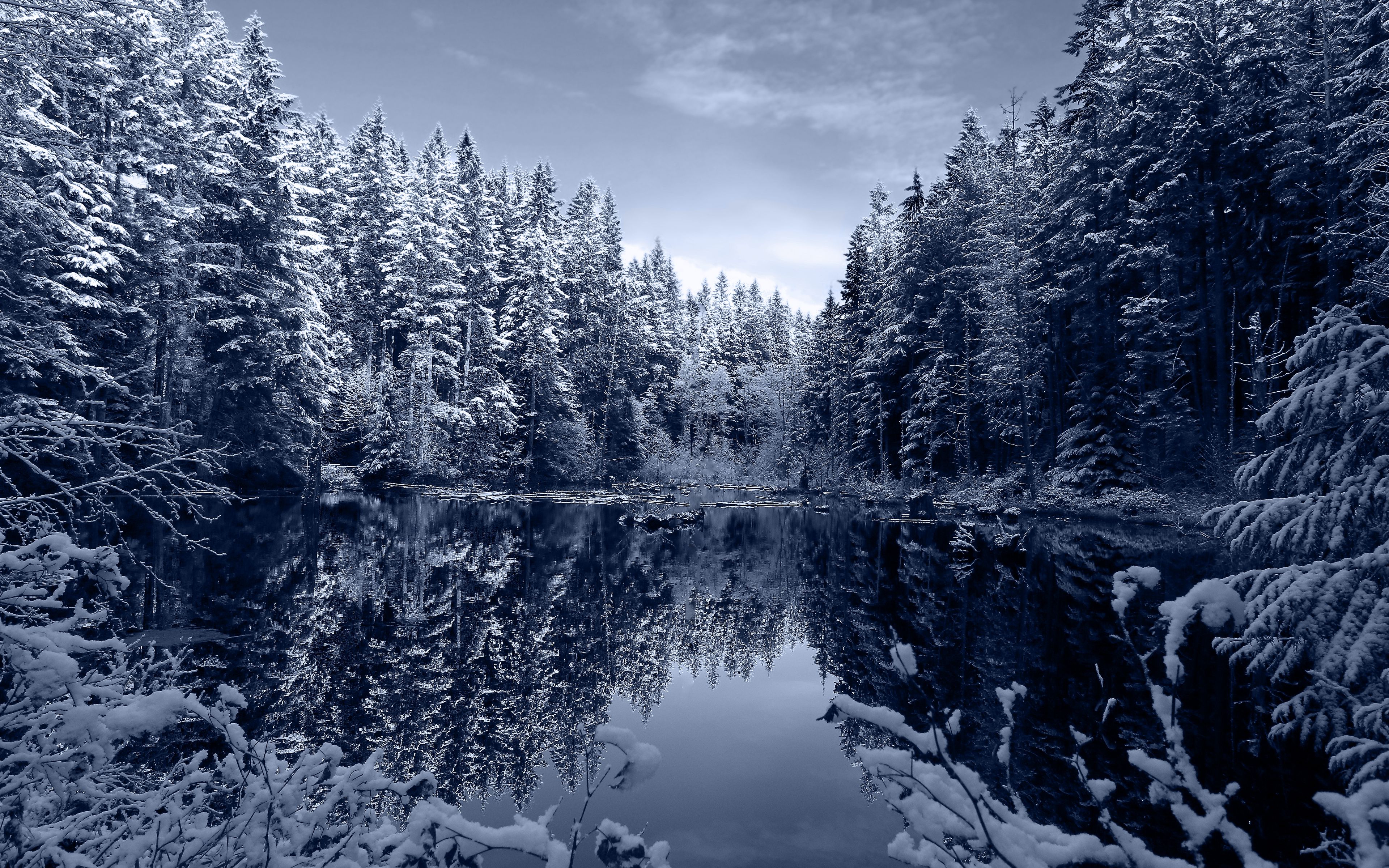 Forest during winter Wallpaper 4k Ultra HD