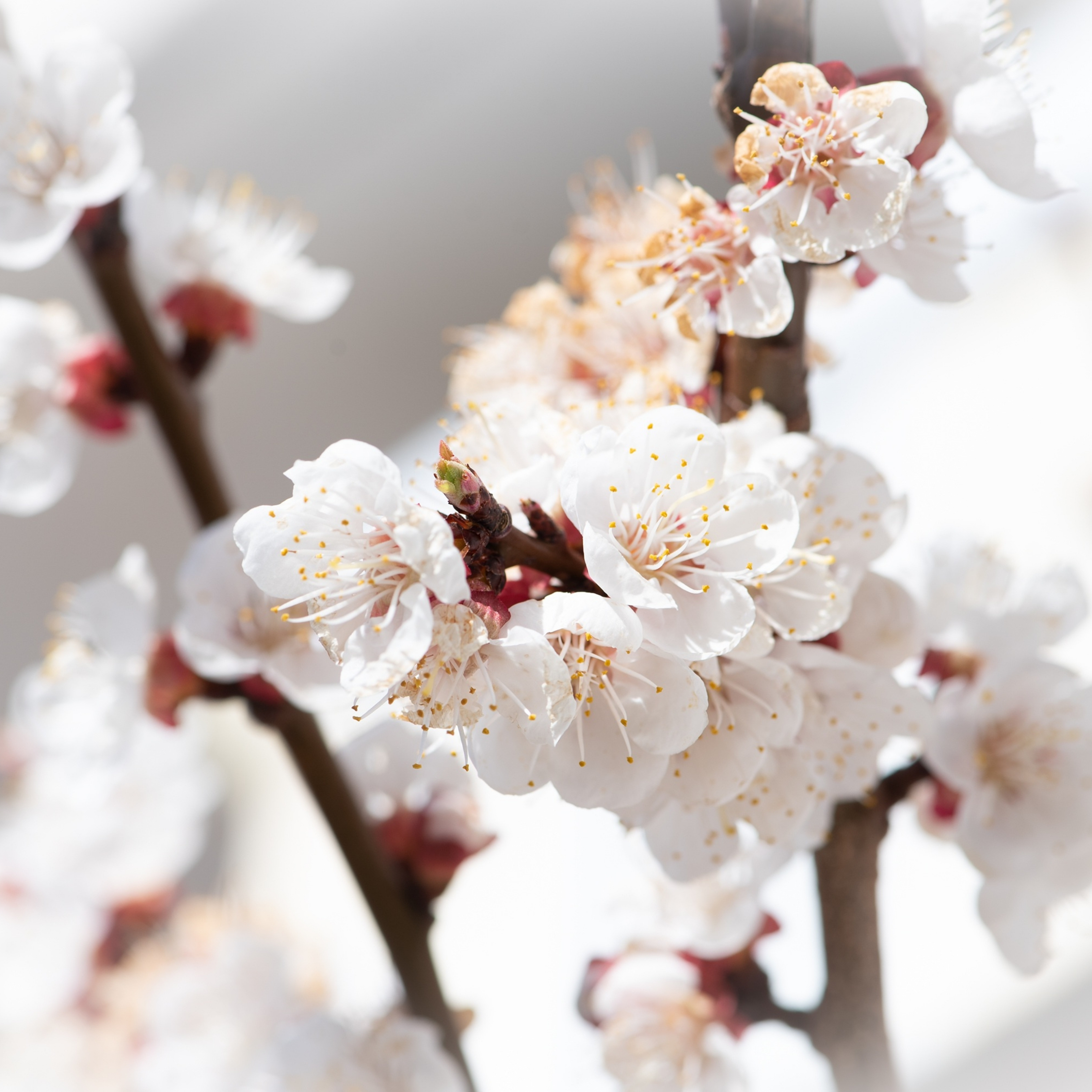 Aesthetic Flowers White iPad Wallpaper iPad Wallpaper 4k iPad Wallpaper 5k free download iPad Pro, iPad Mini, iPad Air, iOS, iPadOS, Parallax, iPad retina Wallpaper