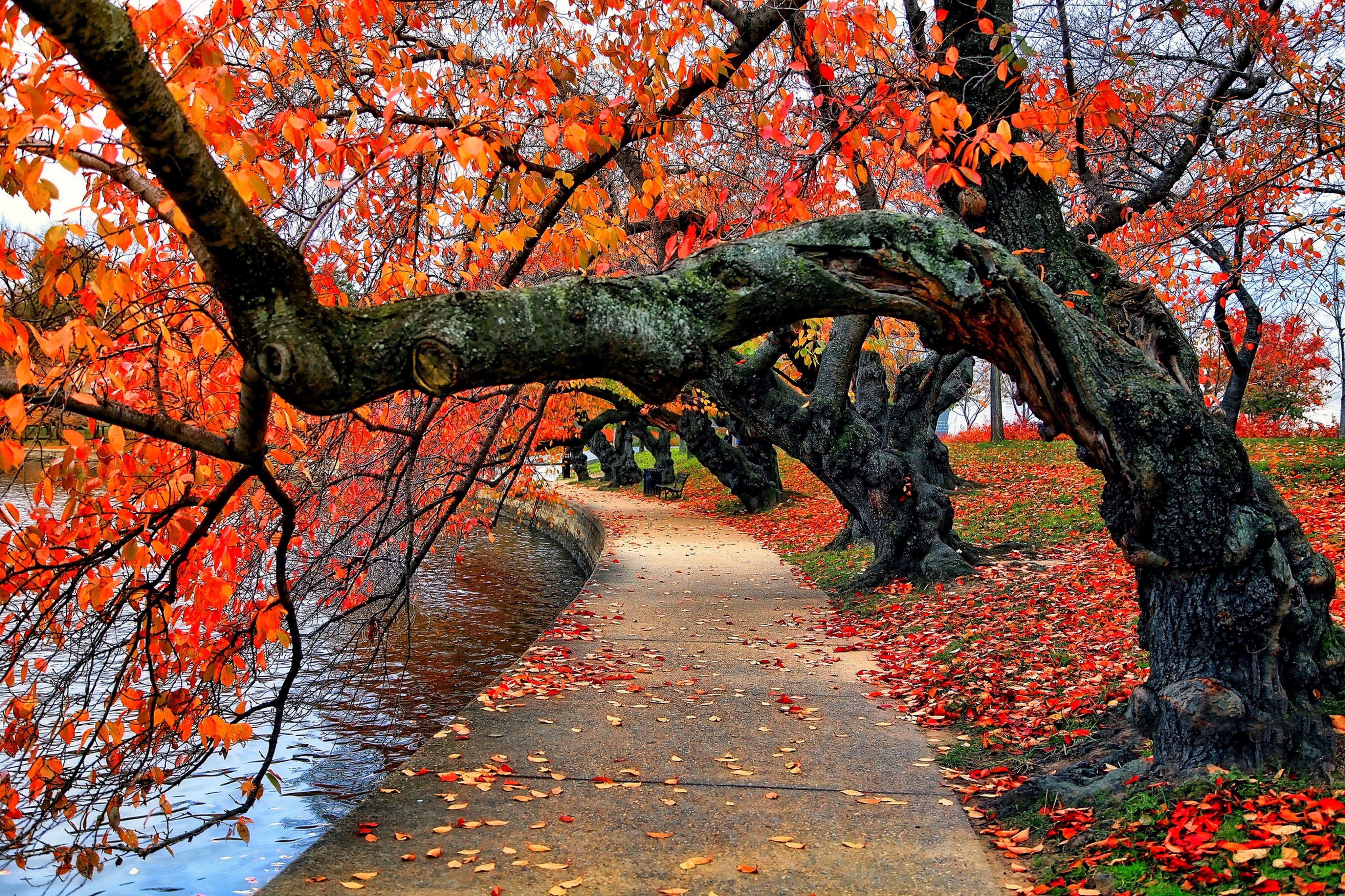 nature, bench, red, leaves, fall, water, path, trees, park Gallery HD Wallpaper