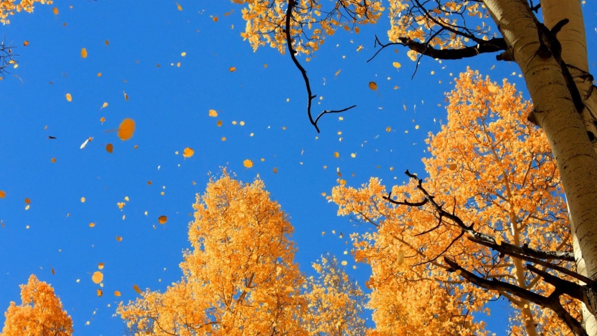 Fall Leaves Wallpaper For Desktop