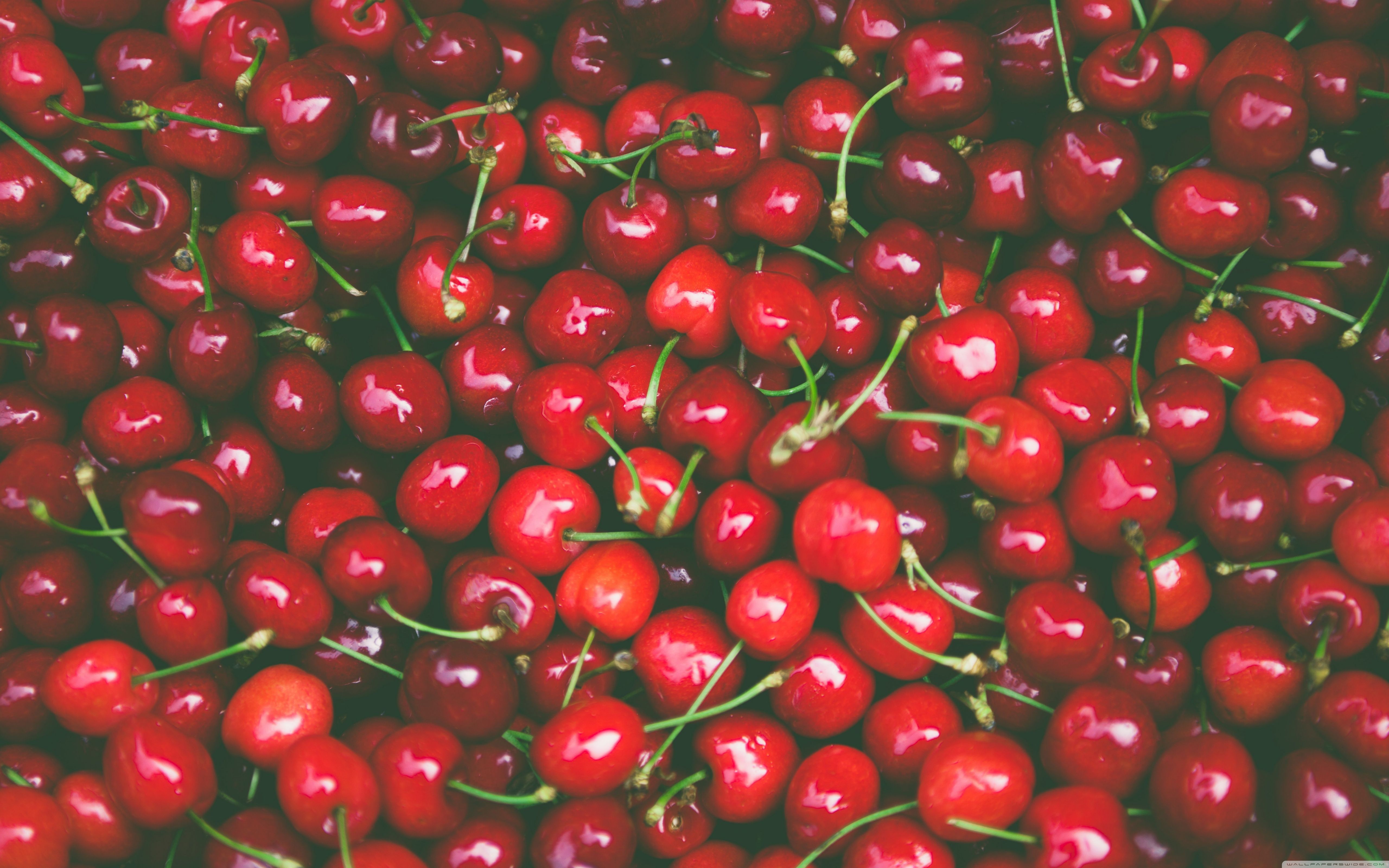 Free download Free download Cherries 4K Wallpaper Top Cherries 4K Background [5120x3200] for your Desktop, Mobile & Tablet. Explore Vintage Cherry Wallpaper. Cherry Blossom Background, Cherry Blossoms Wallpaper, Bing