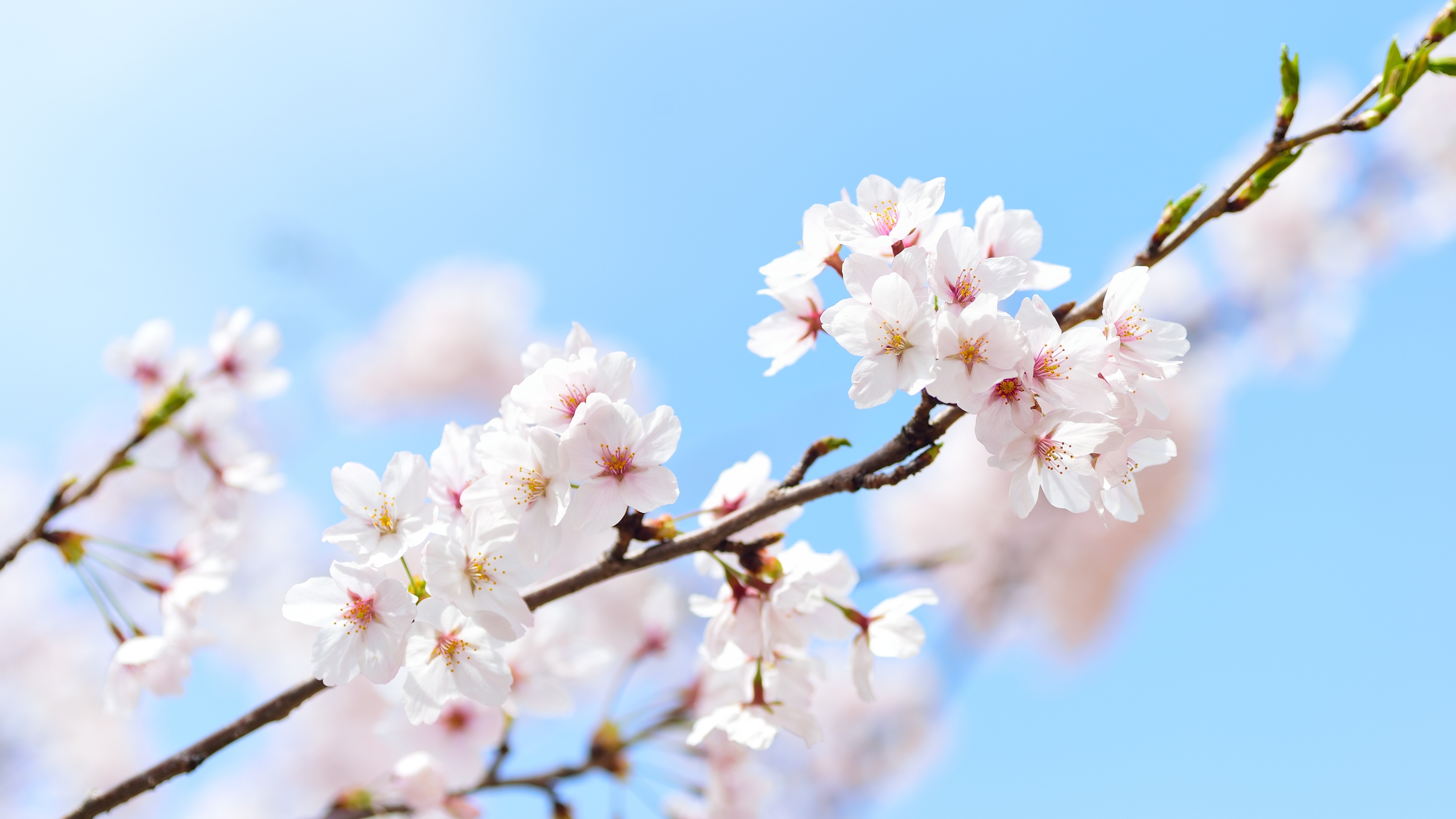 Cherry flowers Wallpaper 4K, 5K, Cherry