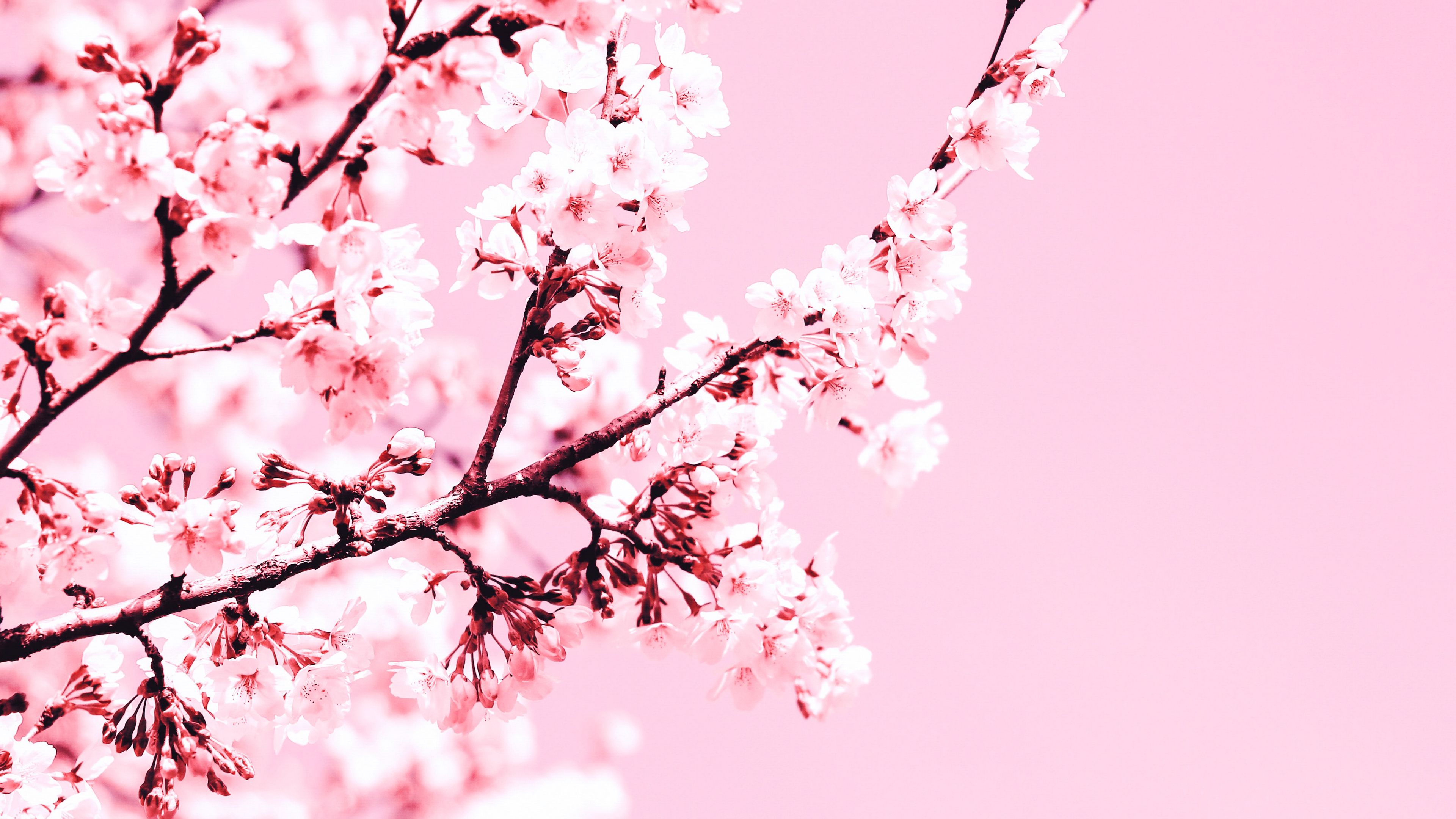 Download wallpaper 3840x2160 cherry blossom, flowers, branch, pink, plant, bloom 4k uhd 16:9 HD background