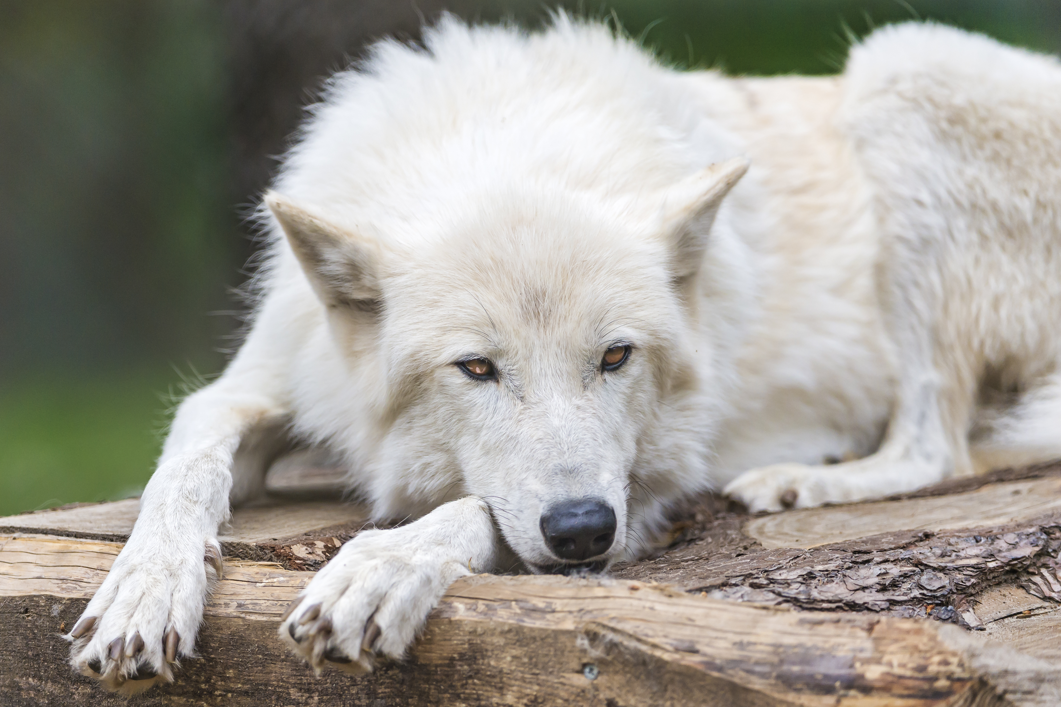 4K Wolf Wallpaper and Background Image