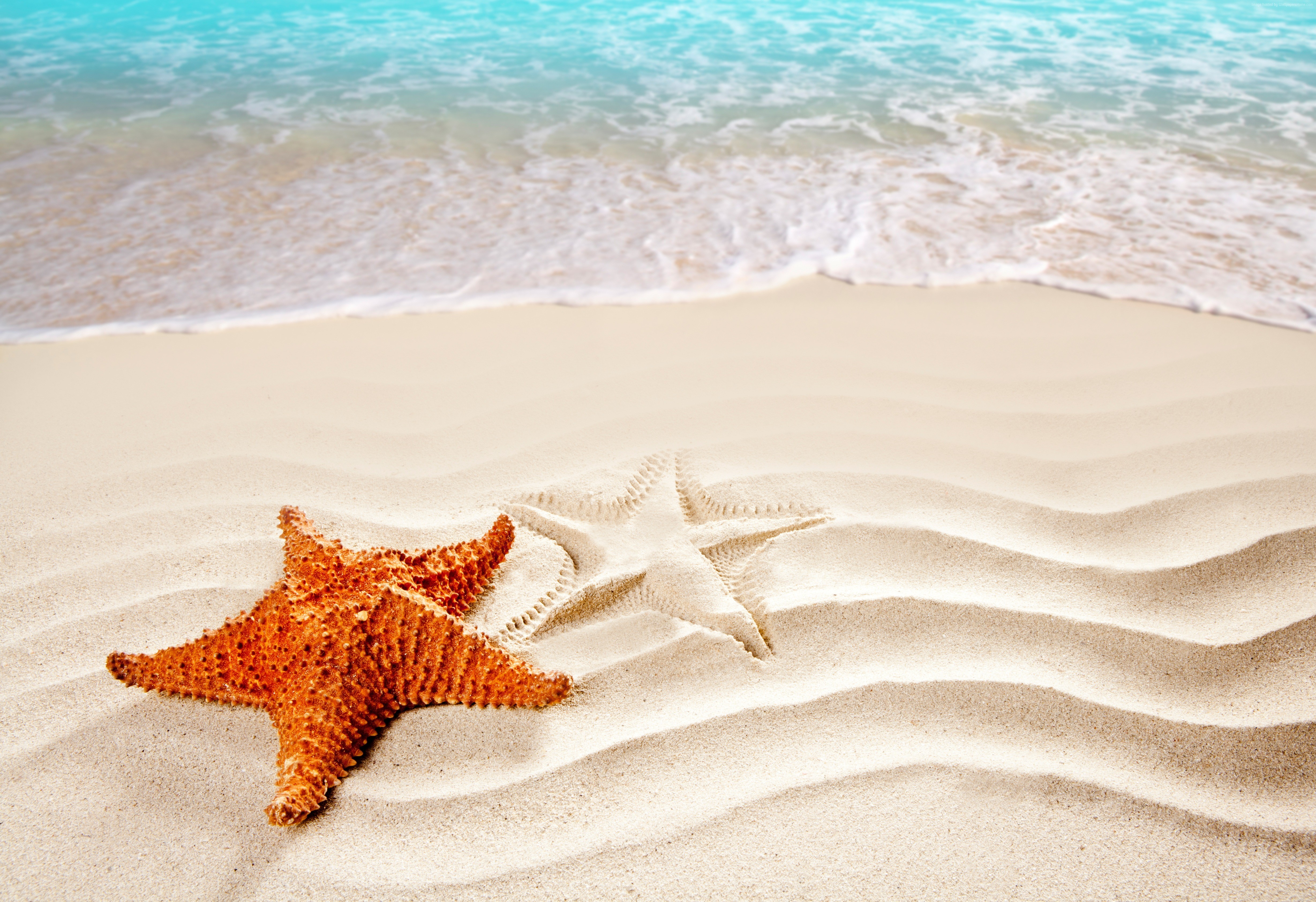 shore, 5k, ocean, 4k, starfish, Sea, Best Beaches in the World Gallery HD Wallpaper