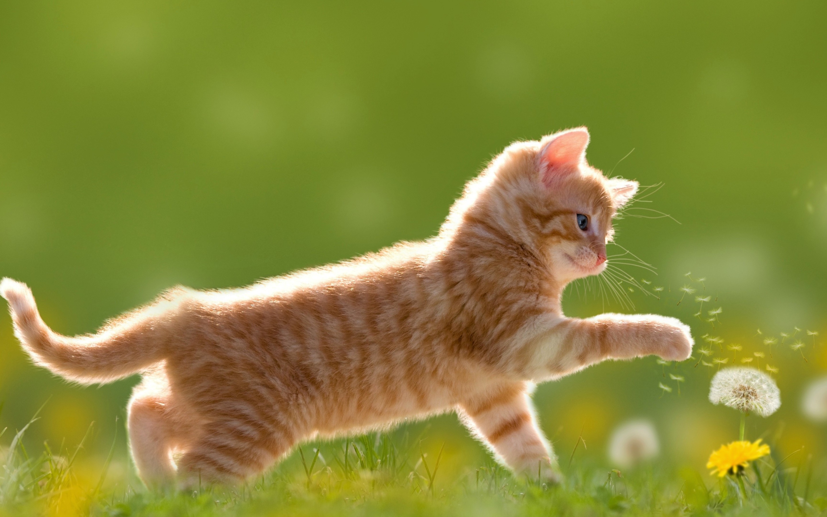 Wallpaper 4k Kitten Cute 4k Wallpaper