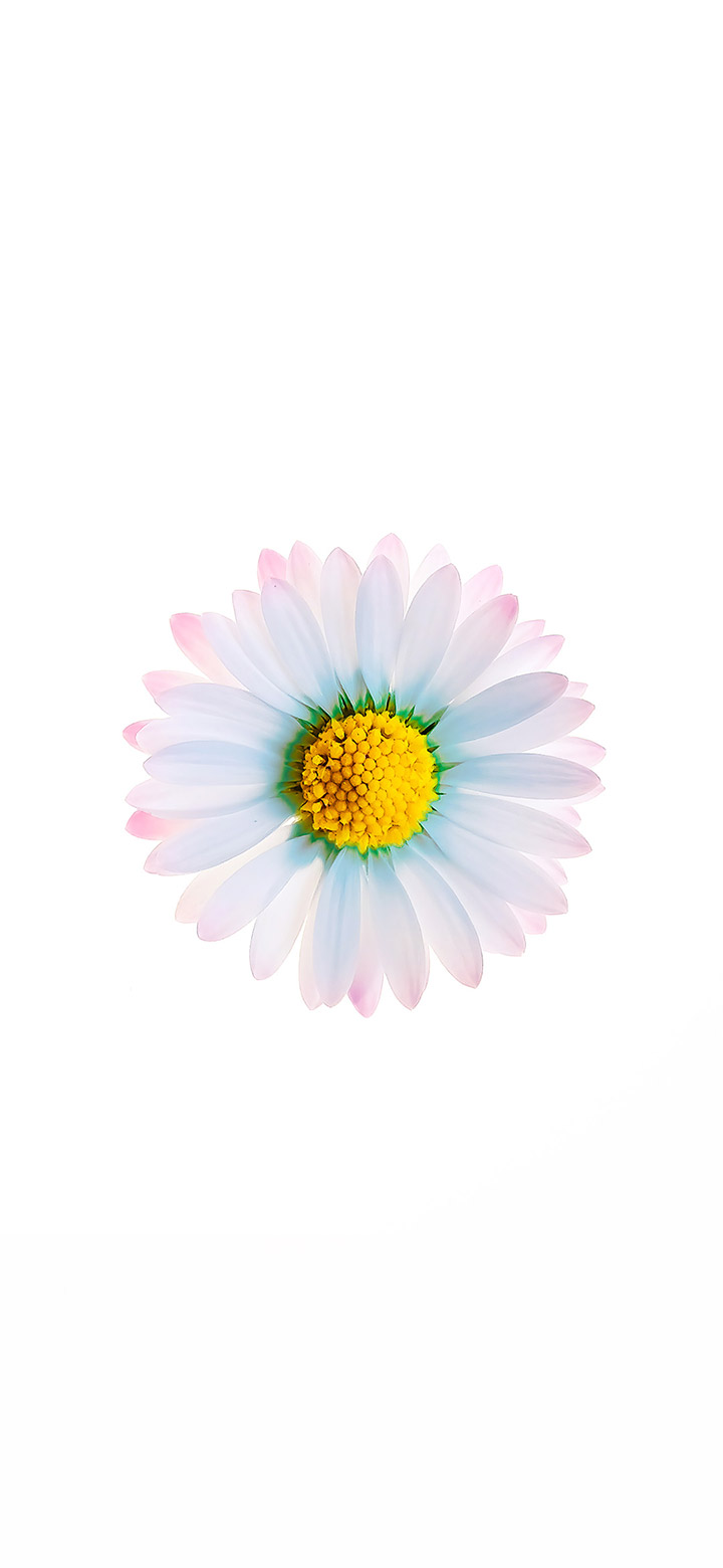 Beautiful White Flower 4K Phone Wallpaper