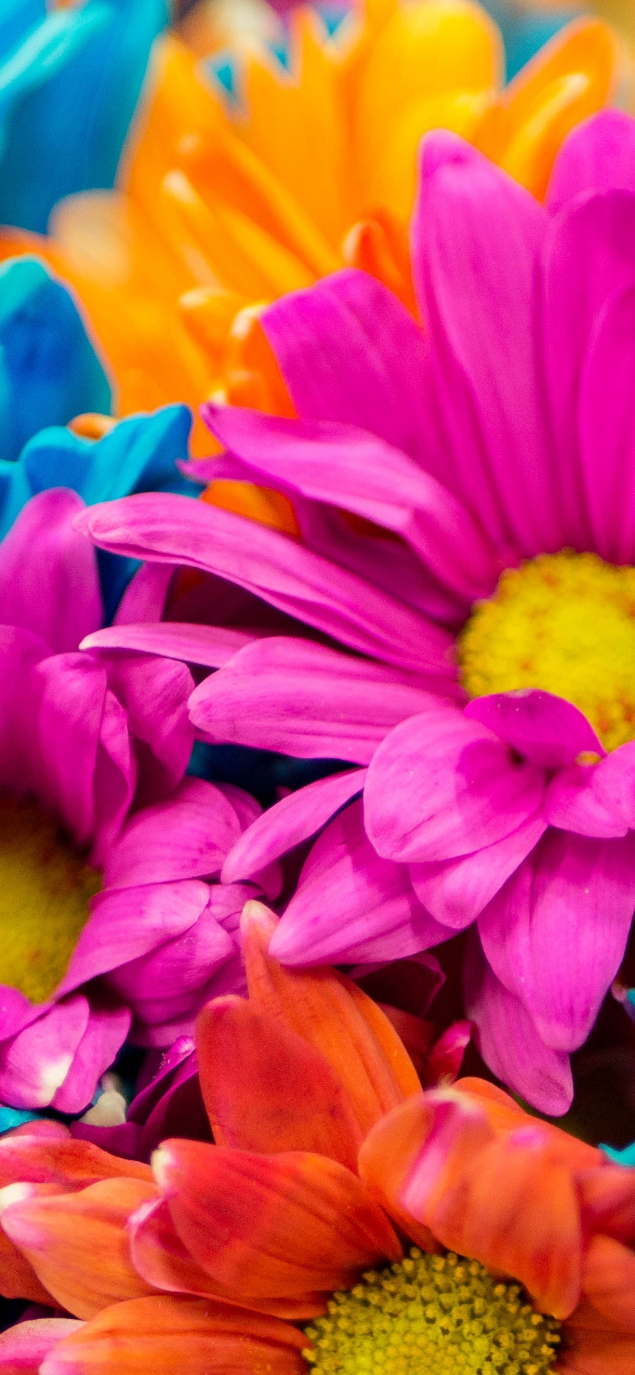 Dahlia flowers Wallpaper 4K, Colorful, Bloom, Pink, Orange