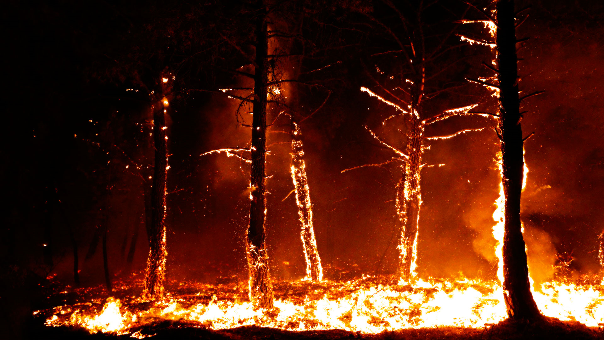 Burn the trees. Горящие деревья. Сожженное дерево. Лесные пожары. Горящее дерево.