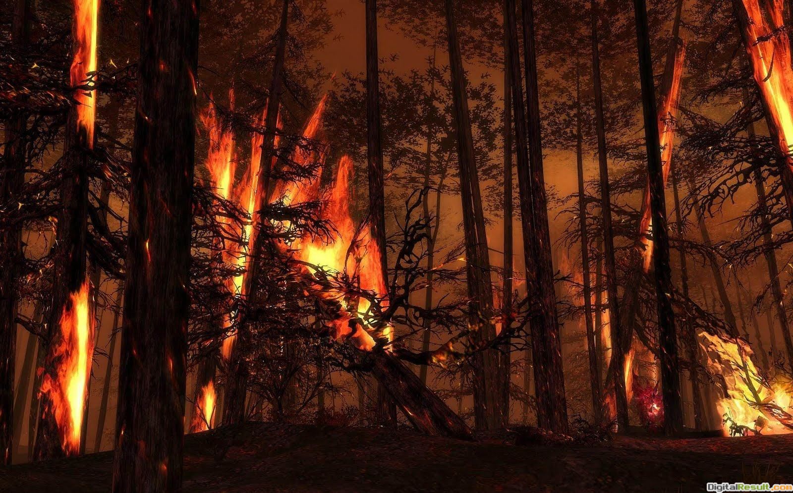 Free download 5 Free Wallpaper Backgroundforest burning trees flames fire [1600x995] for your Desktop, Mobile & Tablet. Explore Burning Forest Wallpaper. Forest Wallpaper, Forest Background, Forest Background