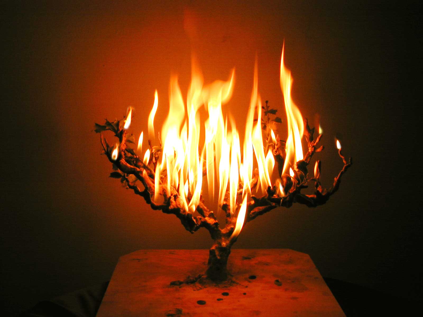 Burning tree in the dark free image download
