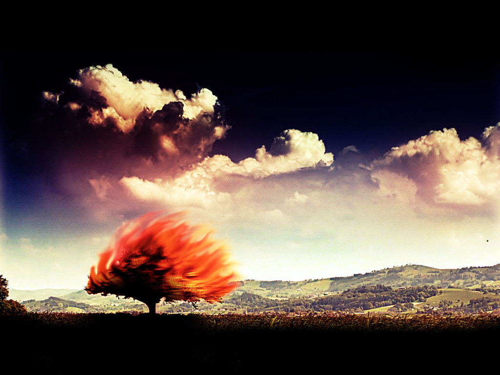 The tree that continued to burn. MC's Whispers