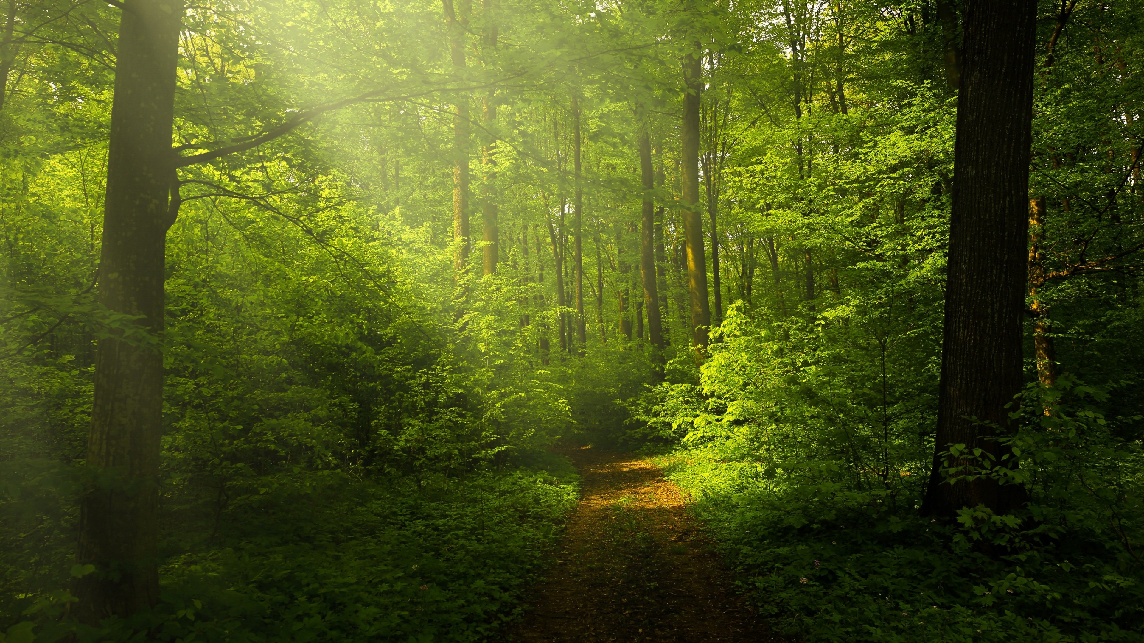 Green Forest Wallpaper 4K, Woods, Trails, Pathway, Sun rays