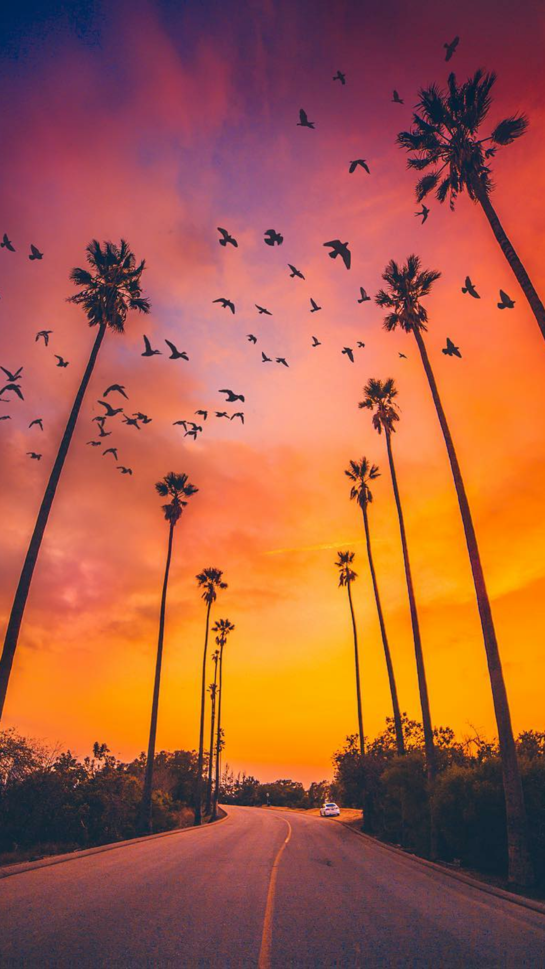 Sunset Nature iPhone Wallpaper