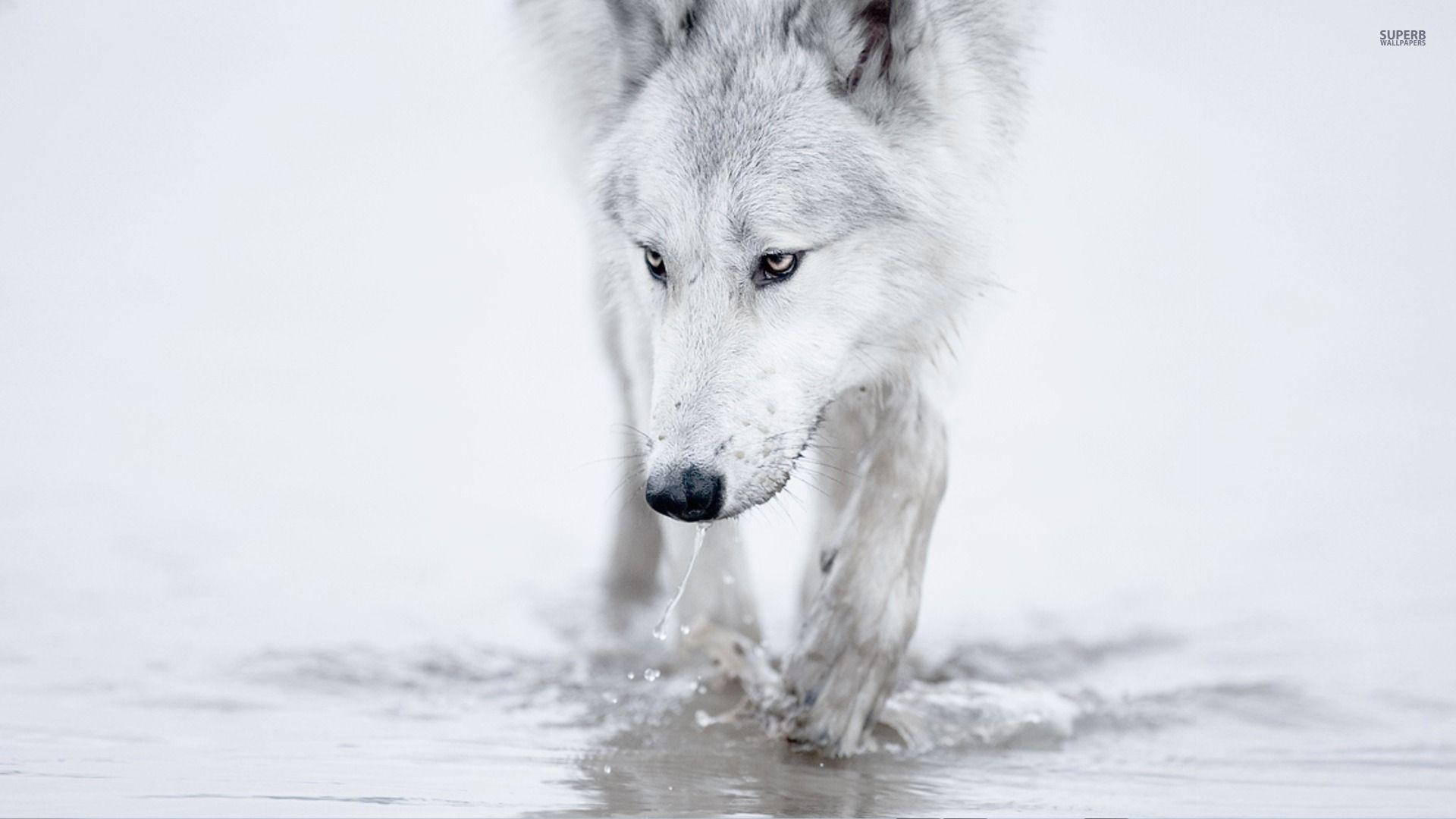white wolf wallpaper hd